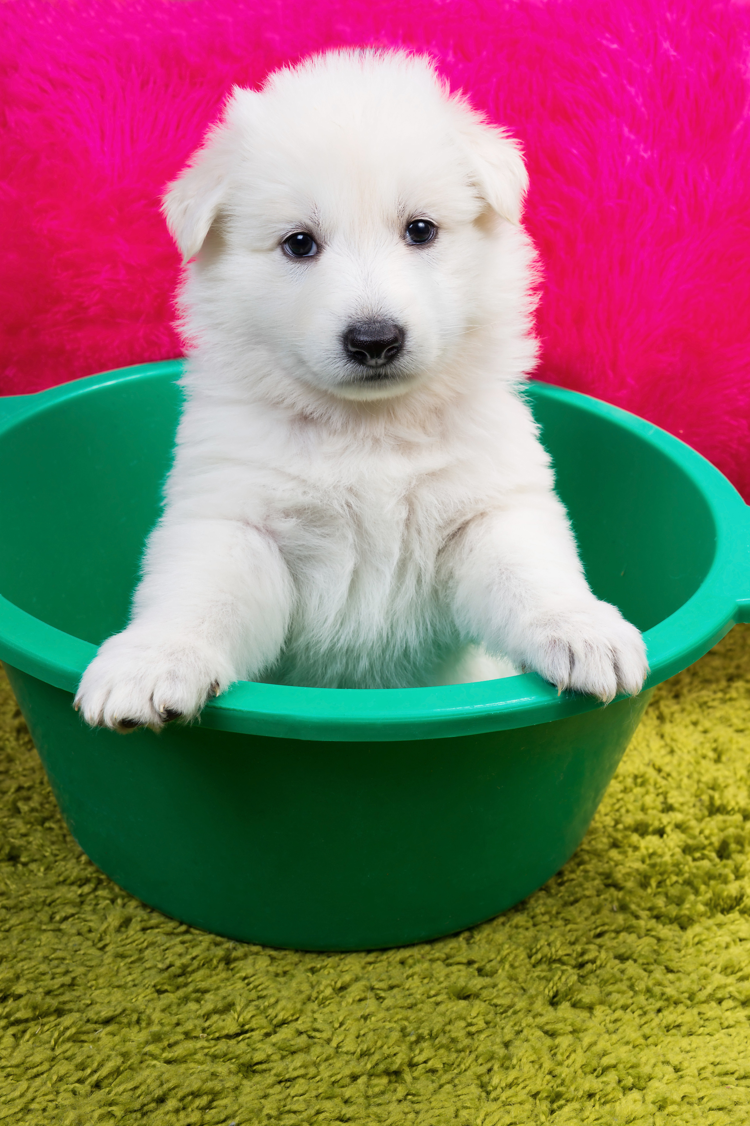 Фото животных. Профессиональный фотограф в Гродно и Республике Беларусь