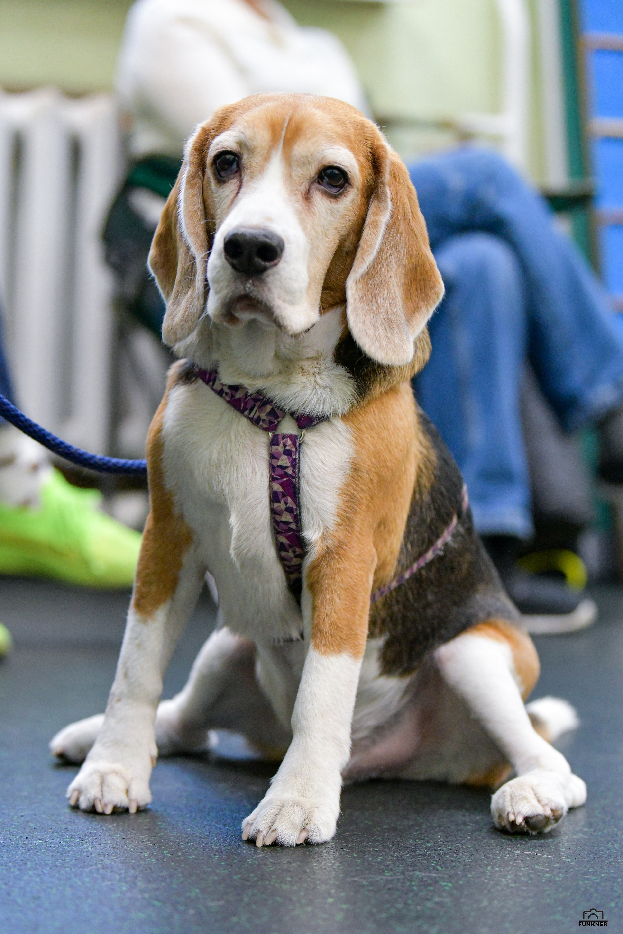 Кинологический клуб «Бодрый хвост». Свой взгляд через объектив