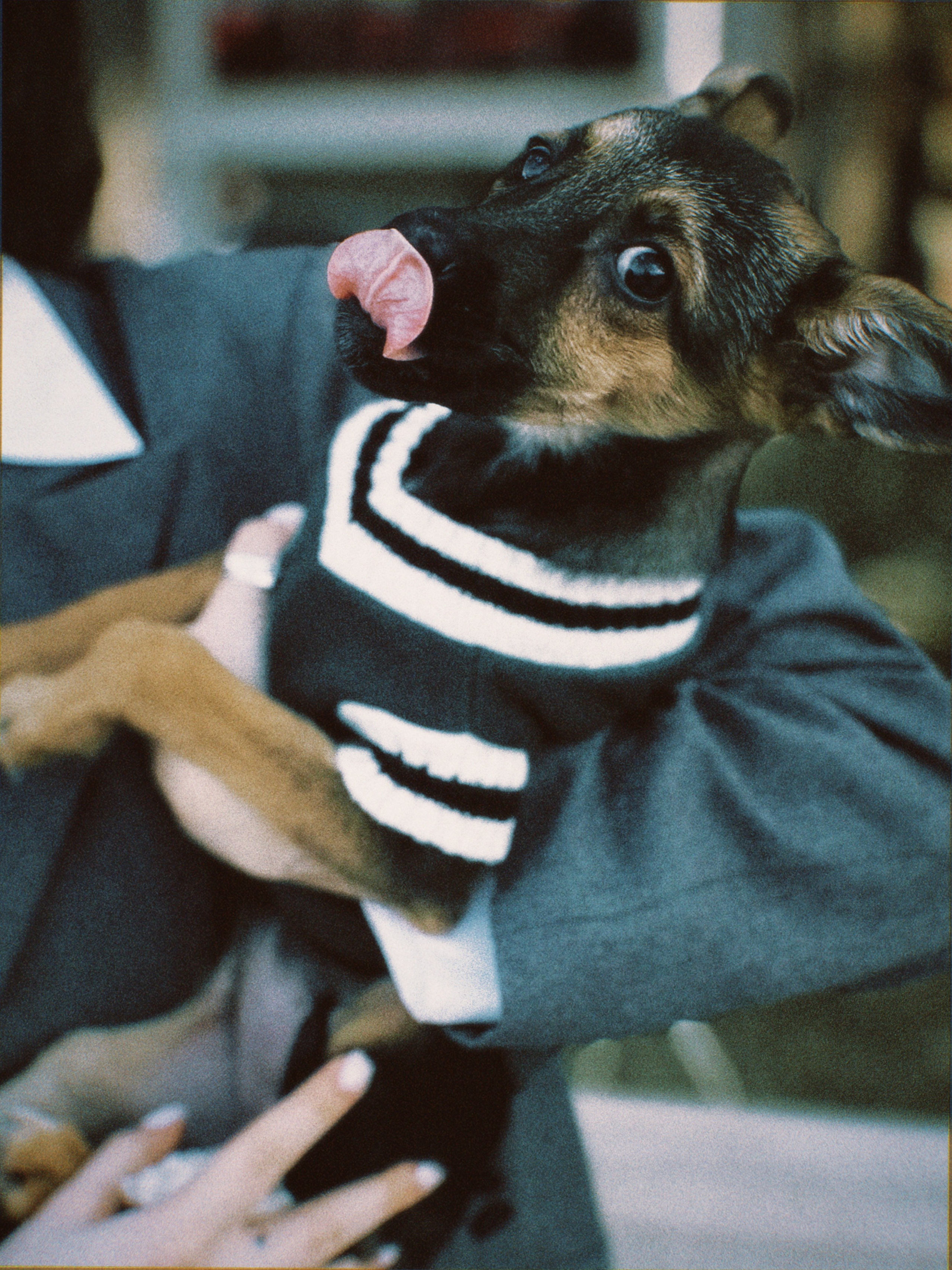 Дама с собачкой. Чувственный мобильный фотограф в Казани и Сочи Дьяченко Дарья