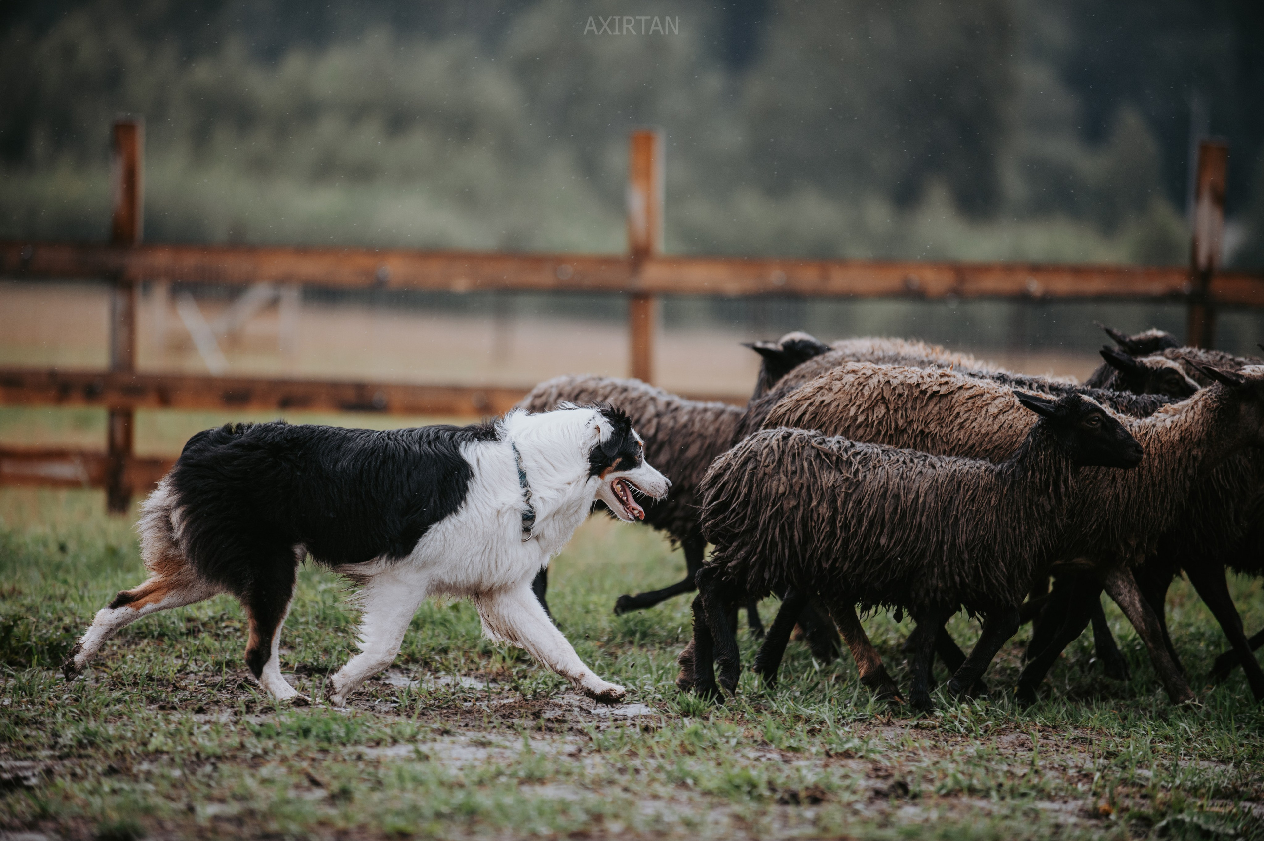 Синдра. BLGKV питомник собак