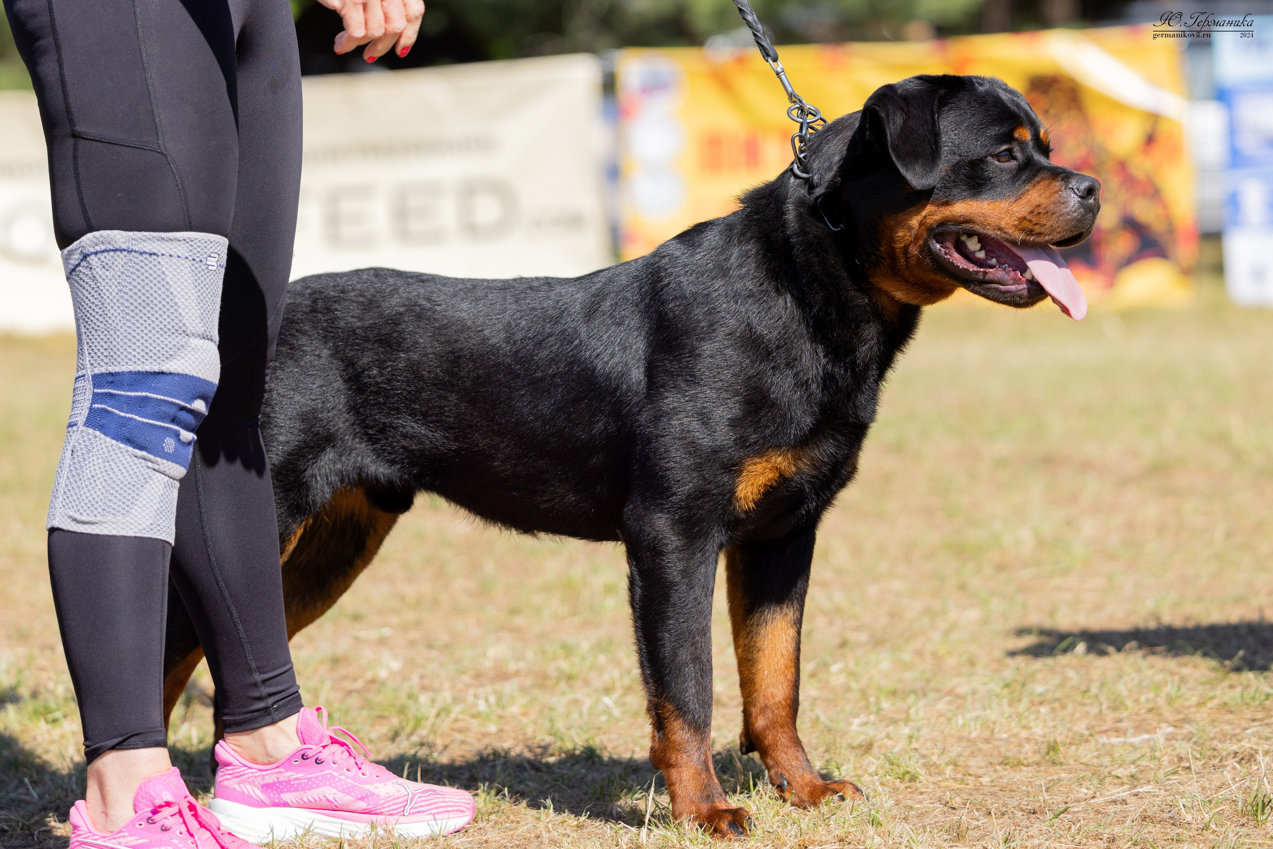 ПК и КЧК ротвейлеры Тверь 6-7.07.2024. Фотограф-анималист Юлия Германика