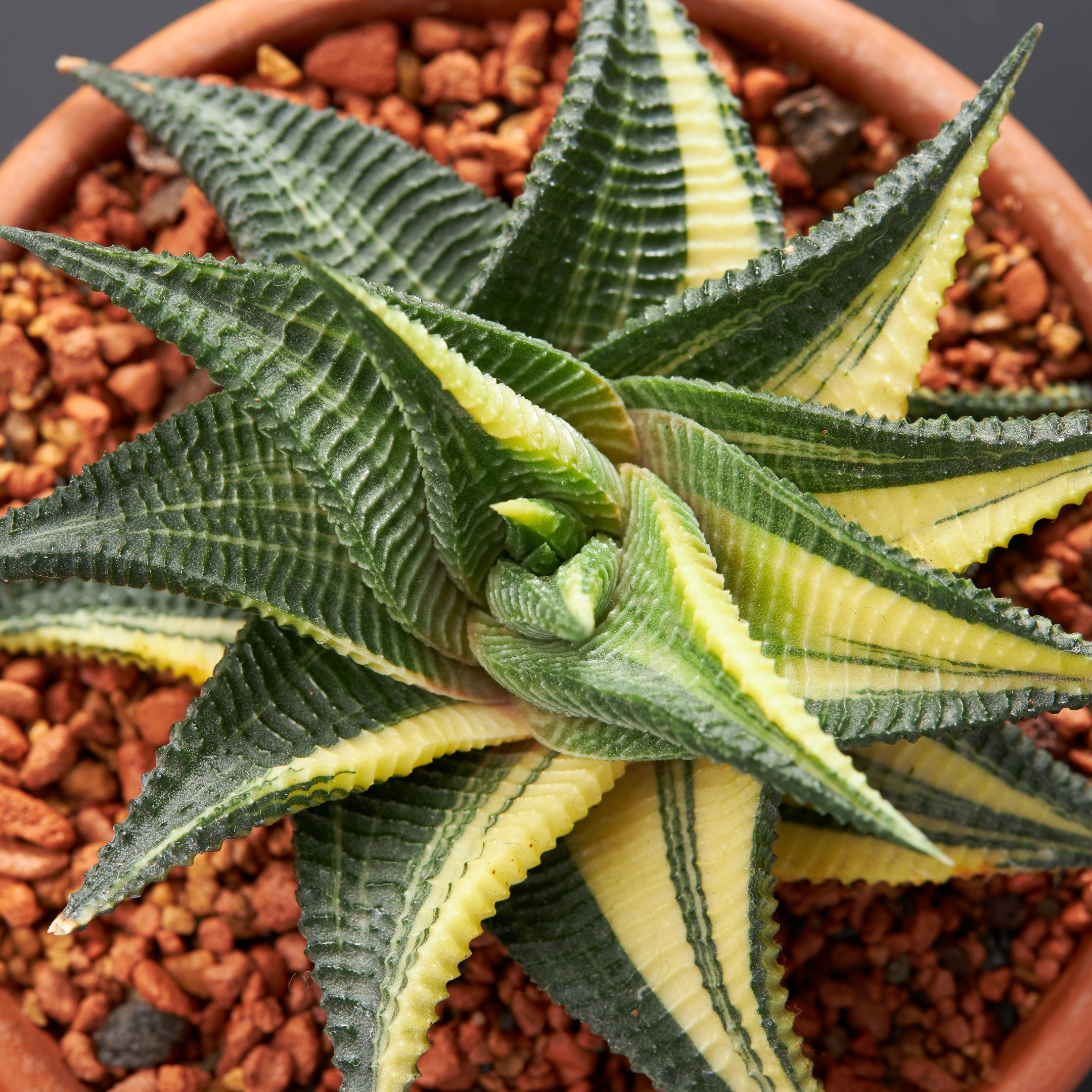 Decorative succulent topview - photographer Andrey Dunin