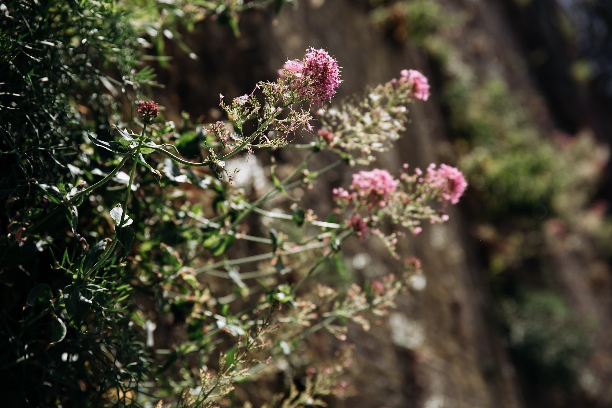 Свадьба Александра и Анны в Савоне, Италия