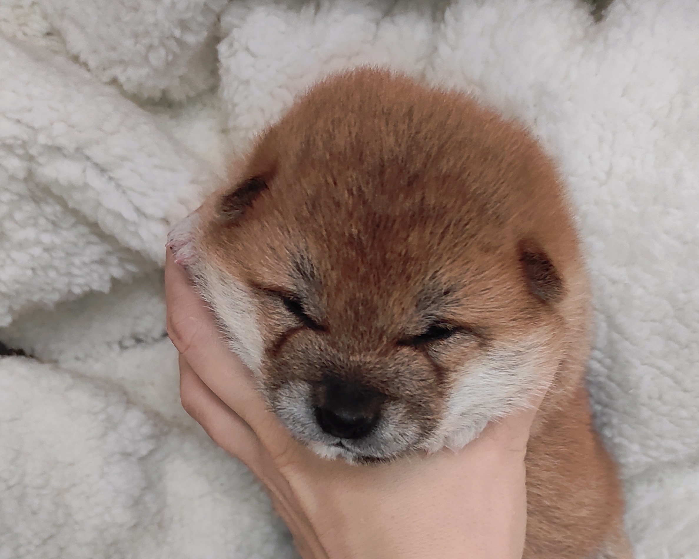 сиба питомник Рубилайт щенки на продажу rubylight  сиба щенки купить СПб Санкт-Петербург 