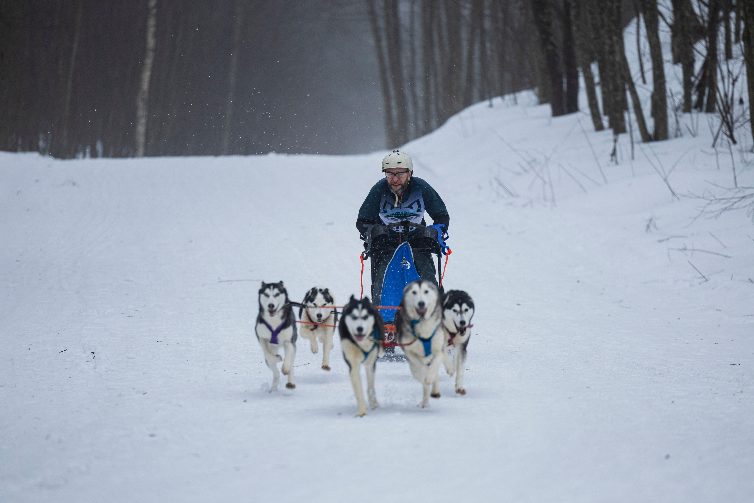 Зимний Чемпионат Санкт-Петербурга по ездовому спорту. Фотограф-анималист Анна Маринич