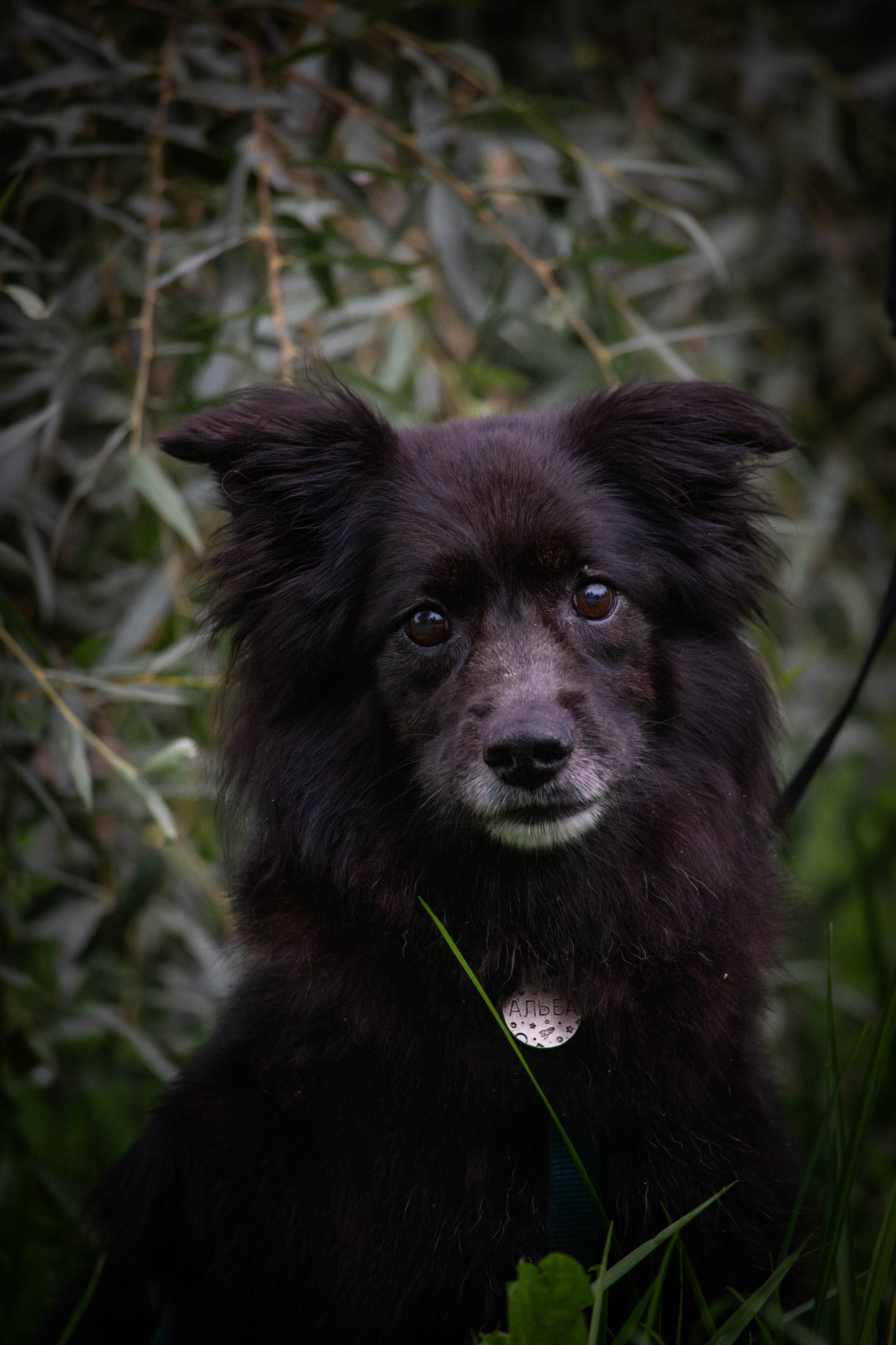 Альба и Даша. Фотограф Светлана Блинова, Москва и Московская область