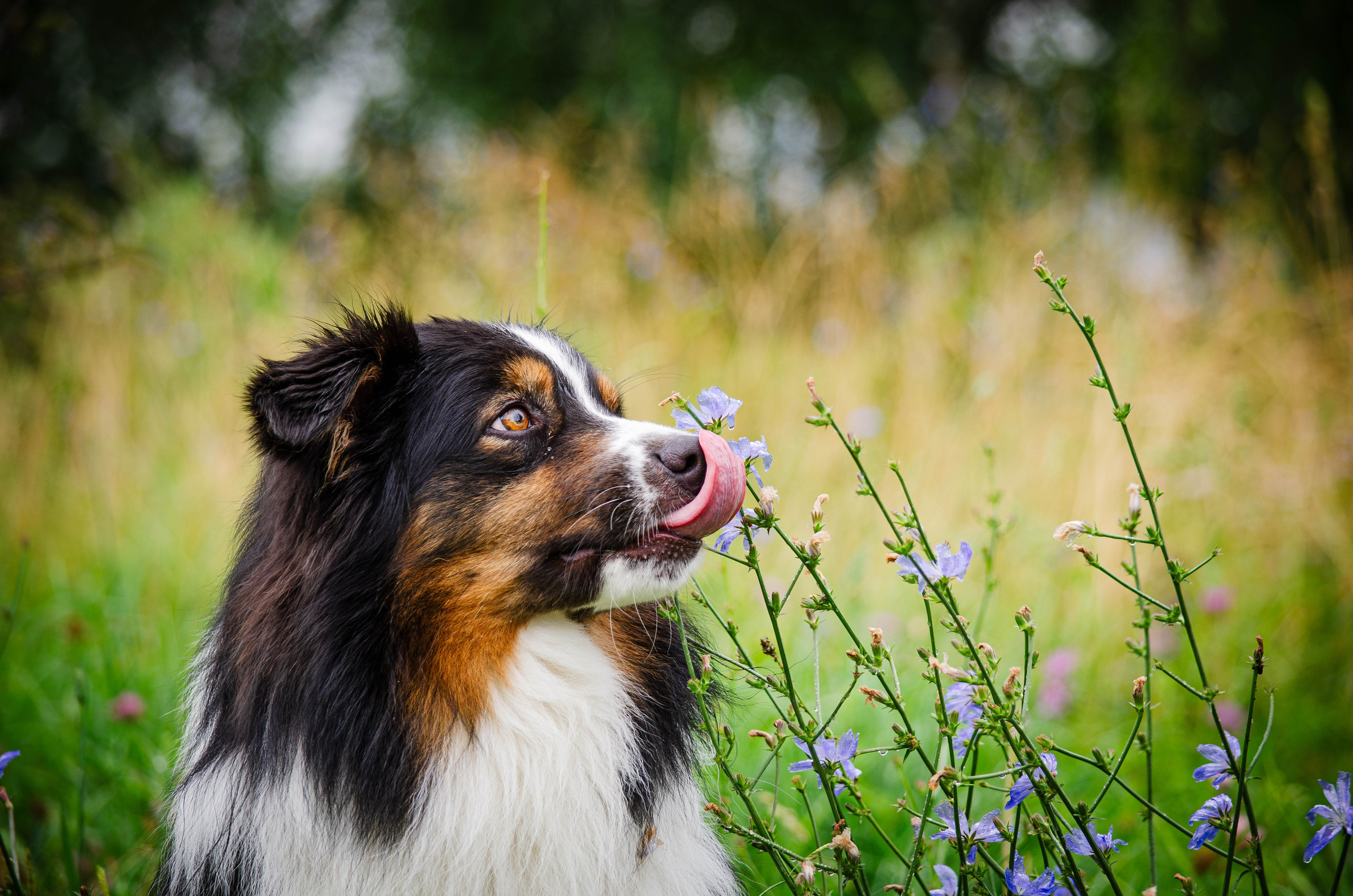 Арья и Оззи. Фотограф Светлана Блинова, Москва и Московская область