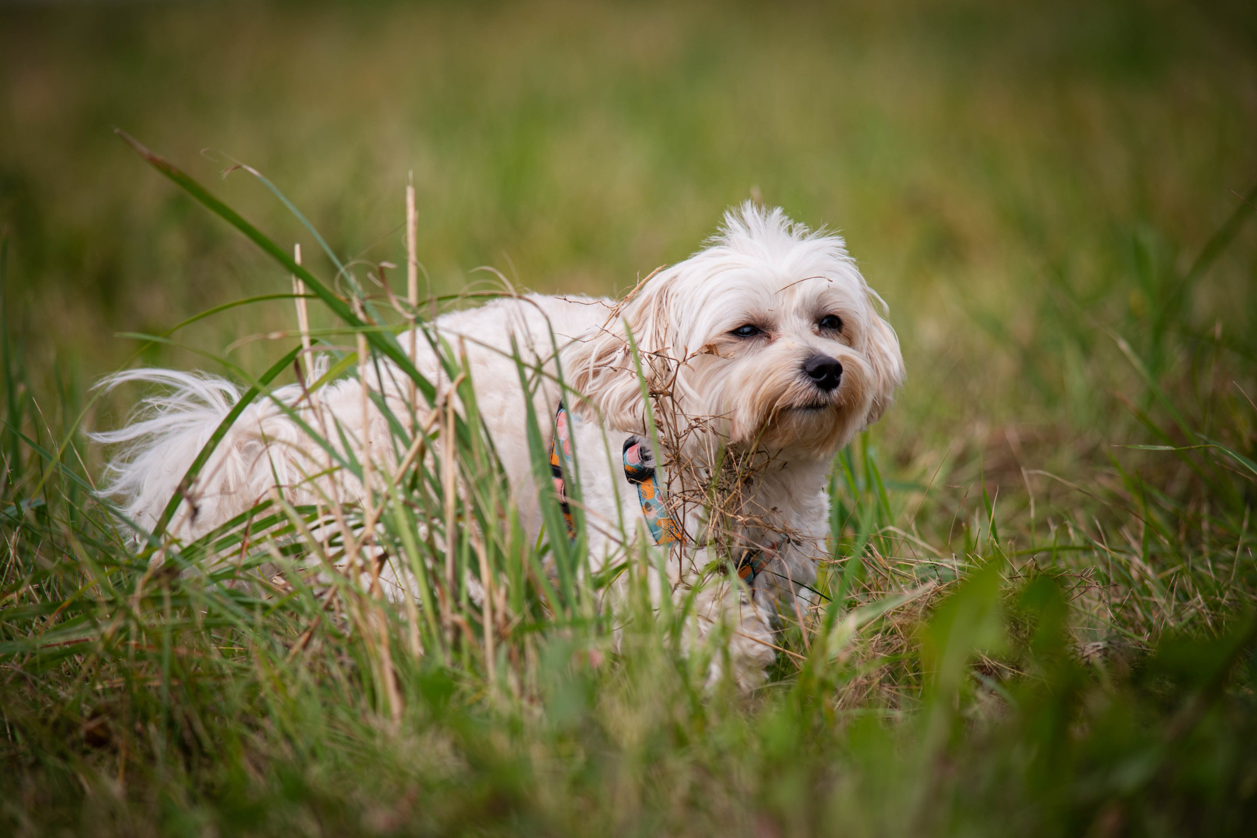 Прогулка в парке Митино. Фотограф Светлана Блинова, Москва и Московская область