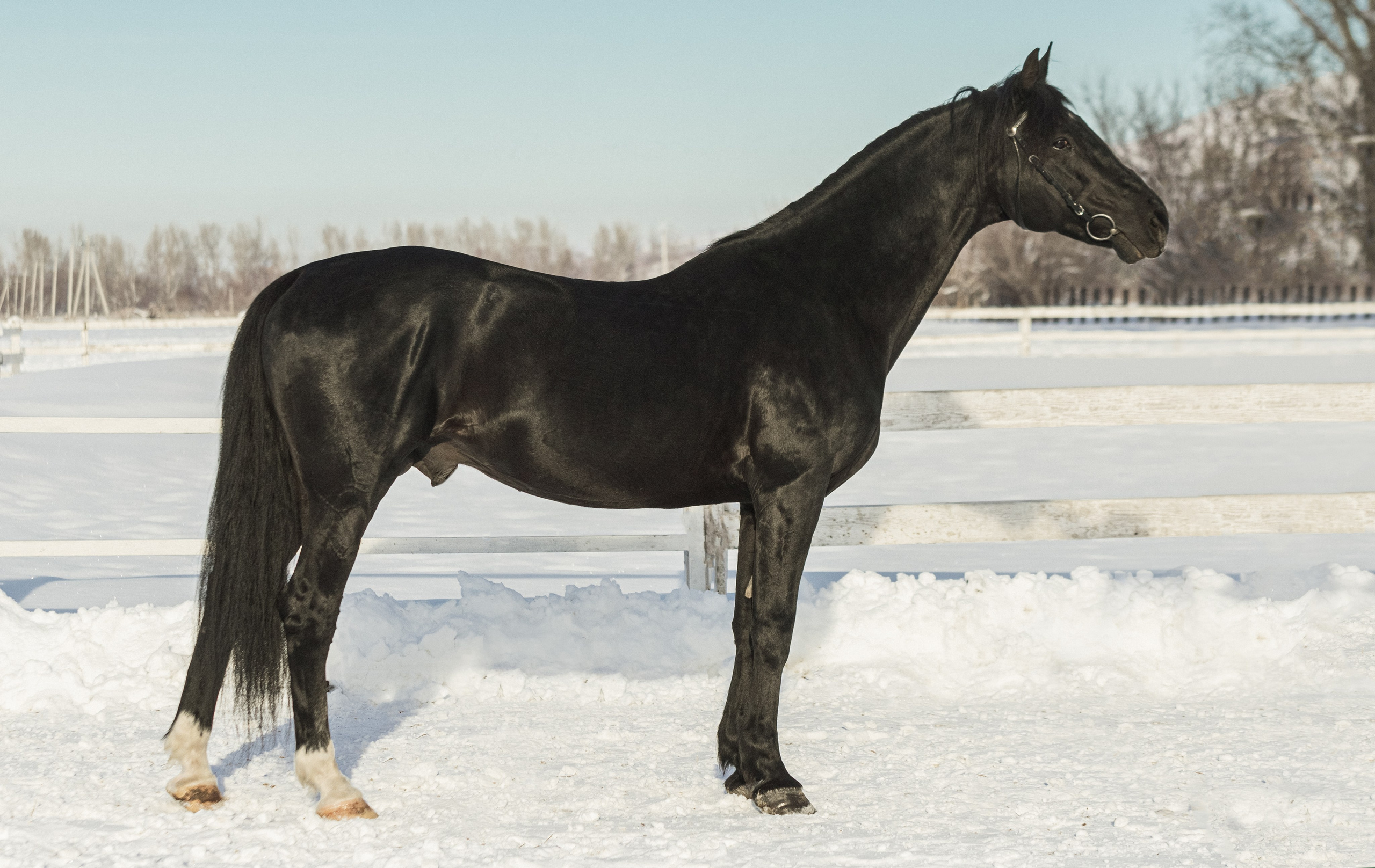 Портреты лошадей. Главная