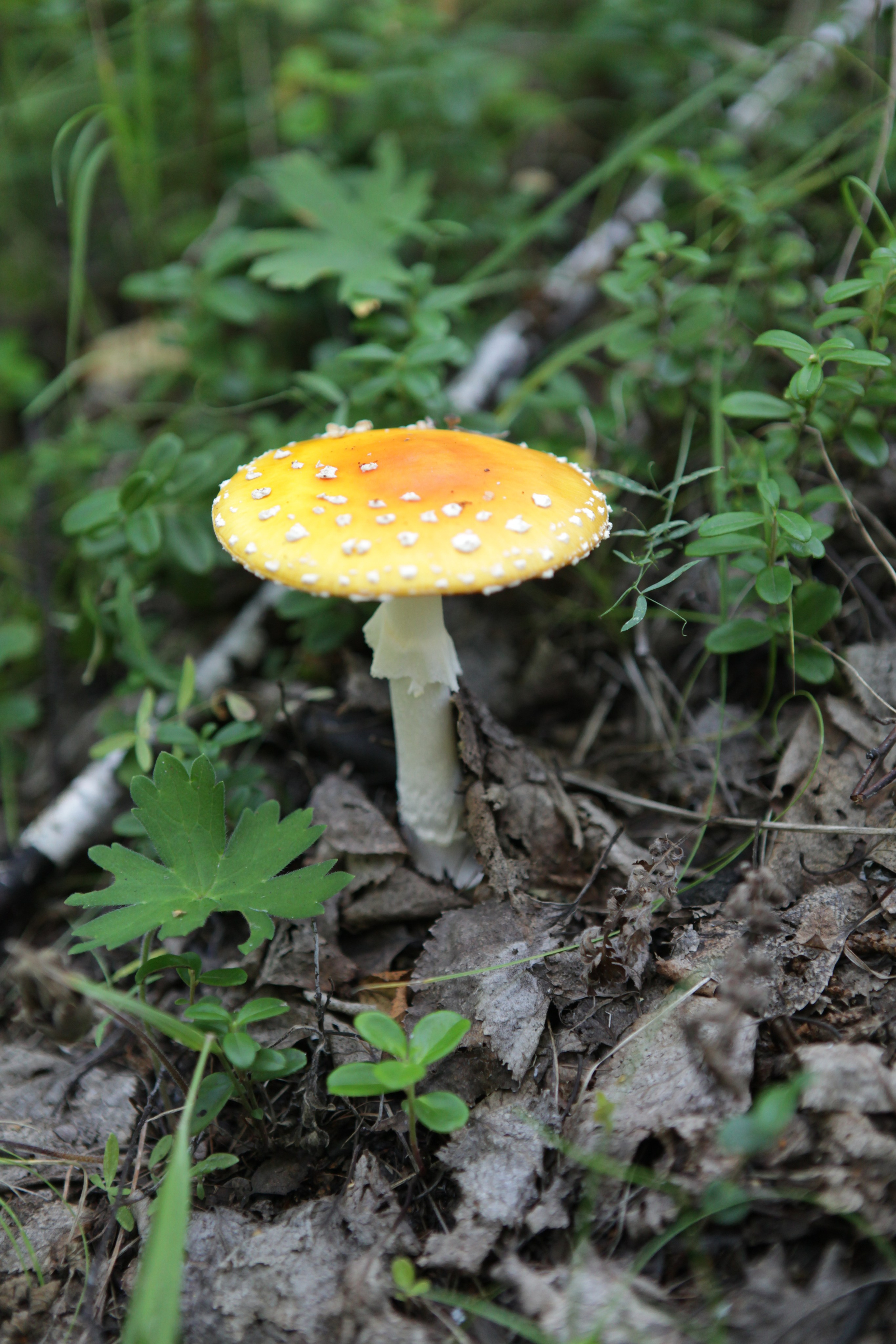 Фото Природы Забайкалья. Студия Максима Белослюдцева