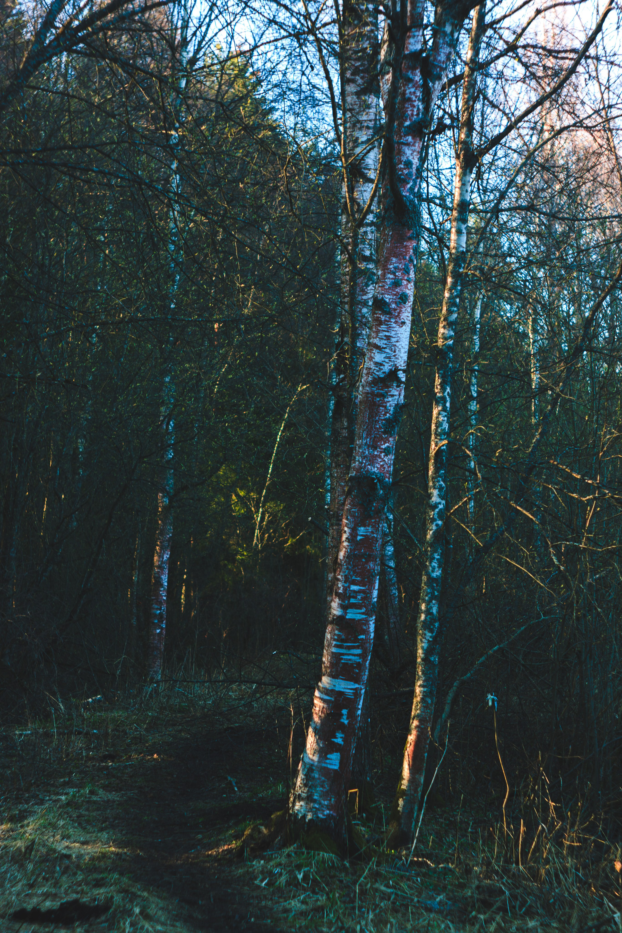 Пара… ПараПам. Den Mirov — Фотограф, Музыкант