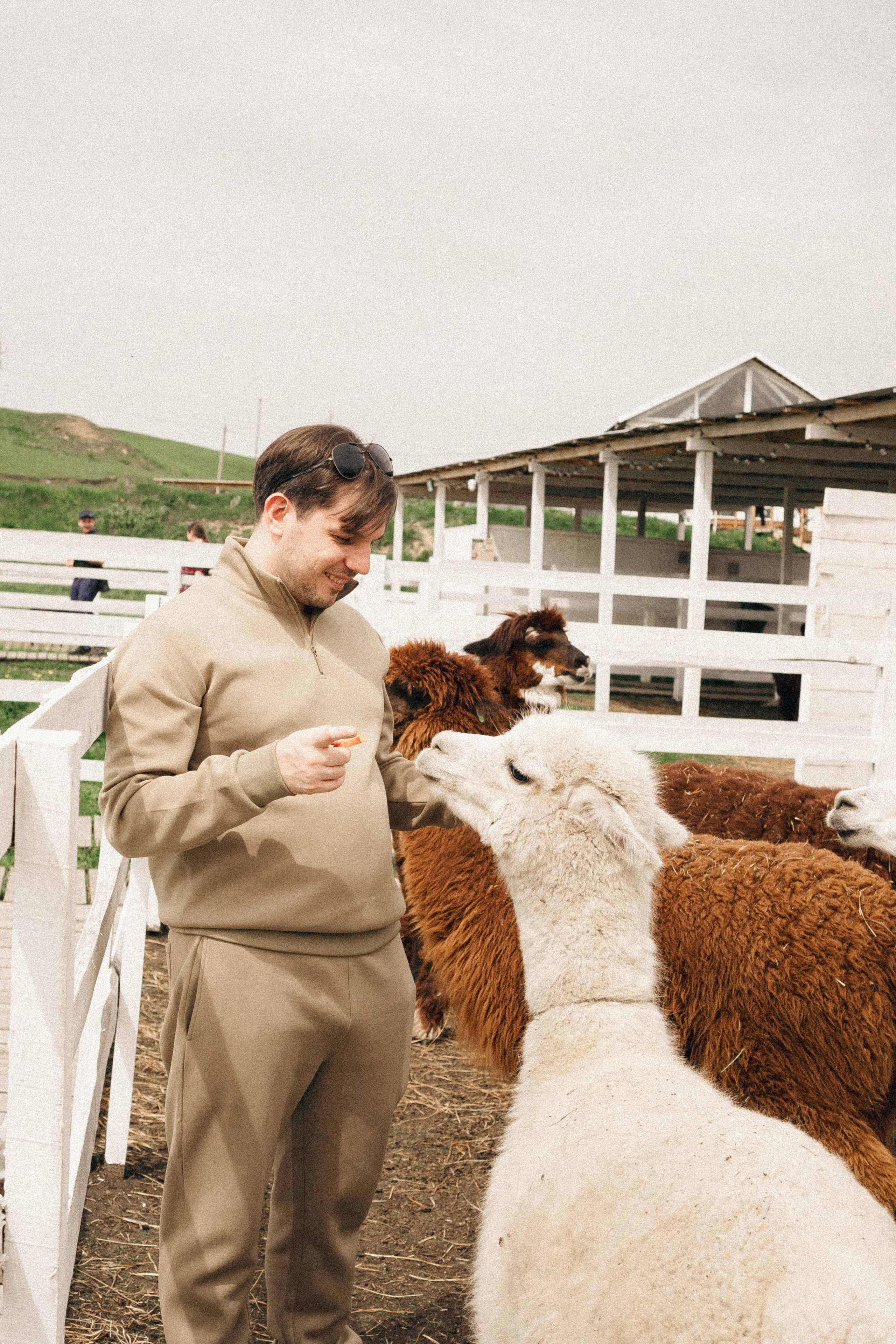 Ферма Альпак. Профессиональный фотограф, Санкт-Петербург — Виктория Богомолова