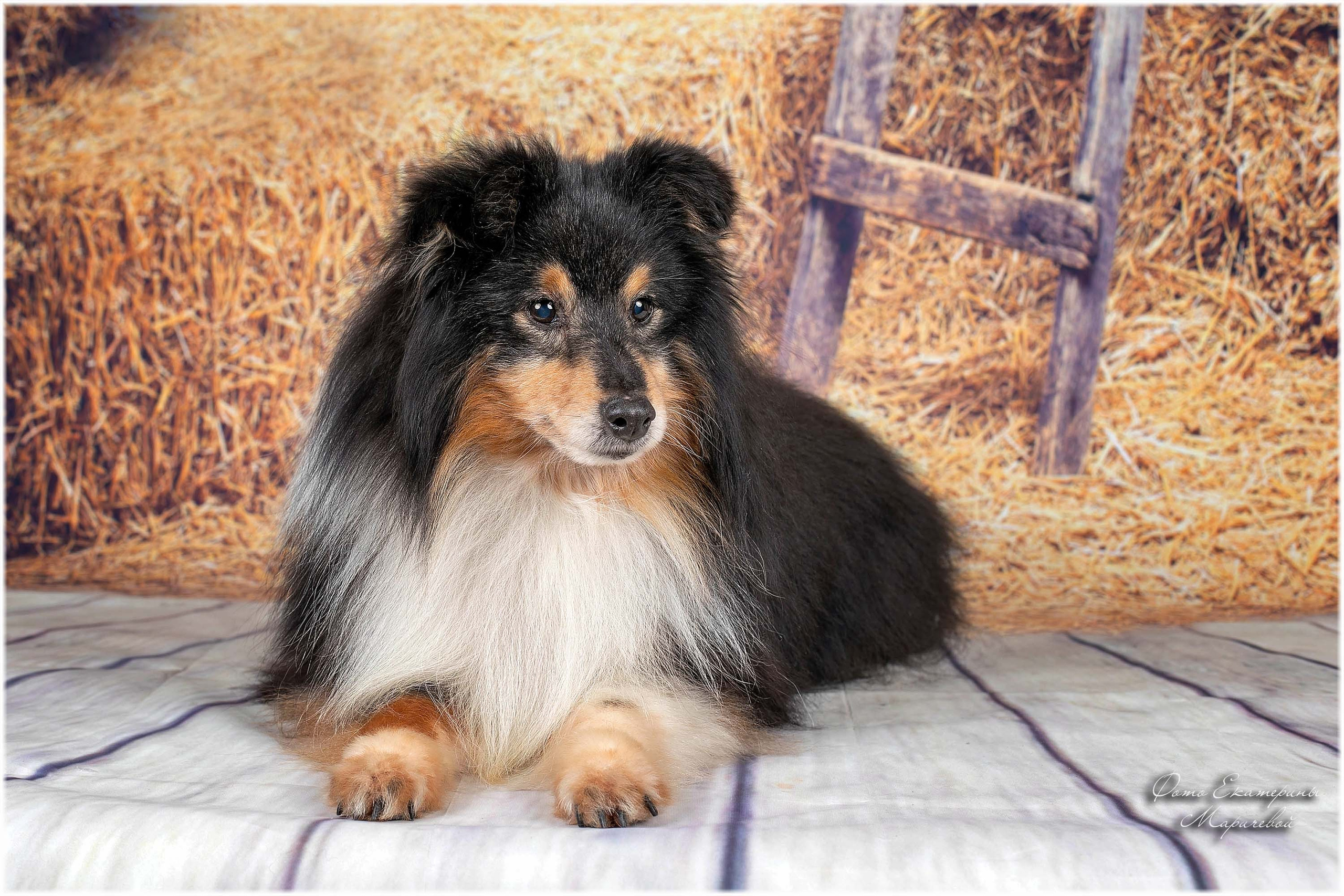 Тематические фоны с рисунком. Фотограф-анималист в Омске Екатерина Маричева