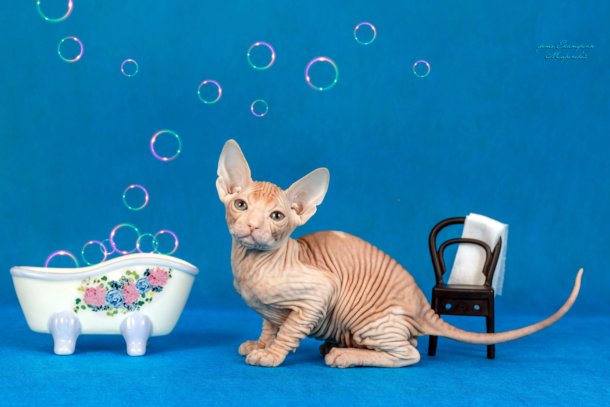 Галерея котят. Фотограф-анималист в Омске Екатерина Маричева