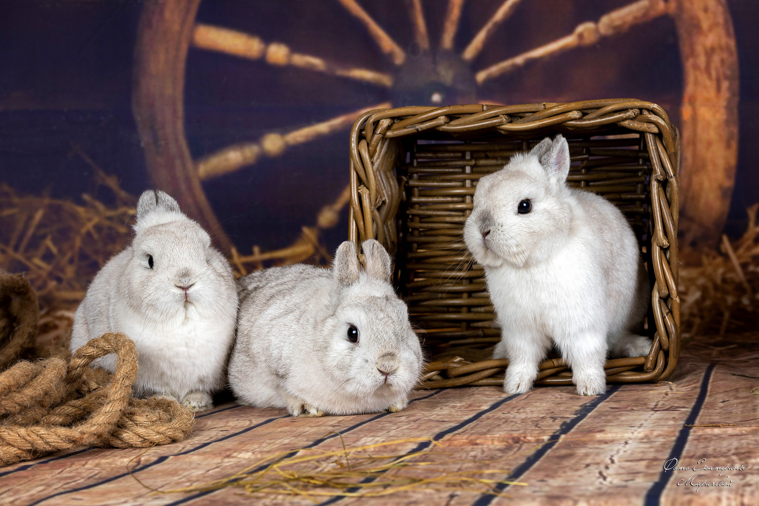 Тематические фоны с рисунком. Фотограф-анималист в Омске Екатерина Маричева