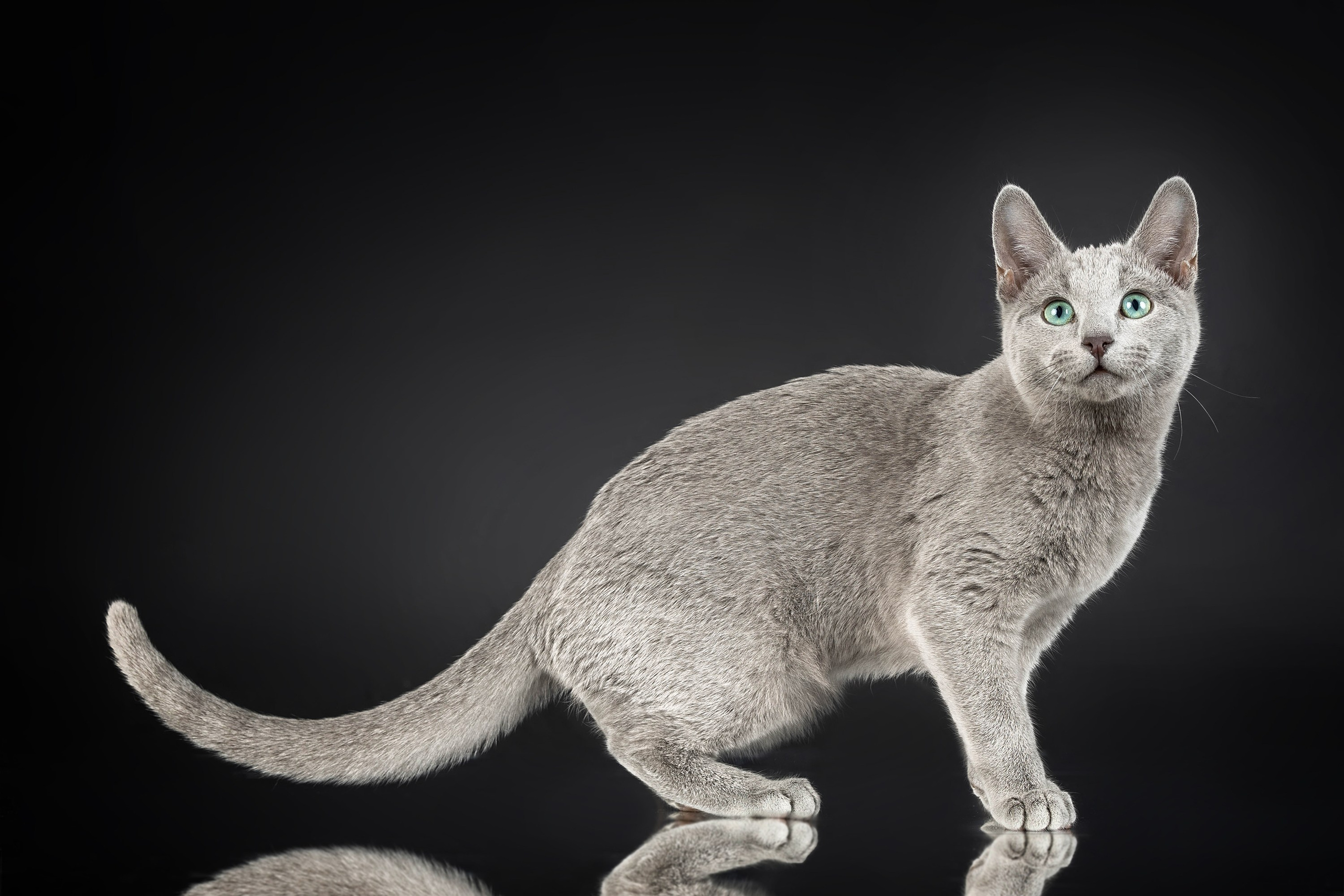 Стендовая съёмка на выставках кошек. Фотограф-анималист в Омске Екатерина Маричева