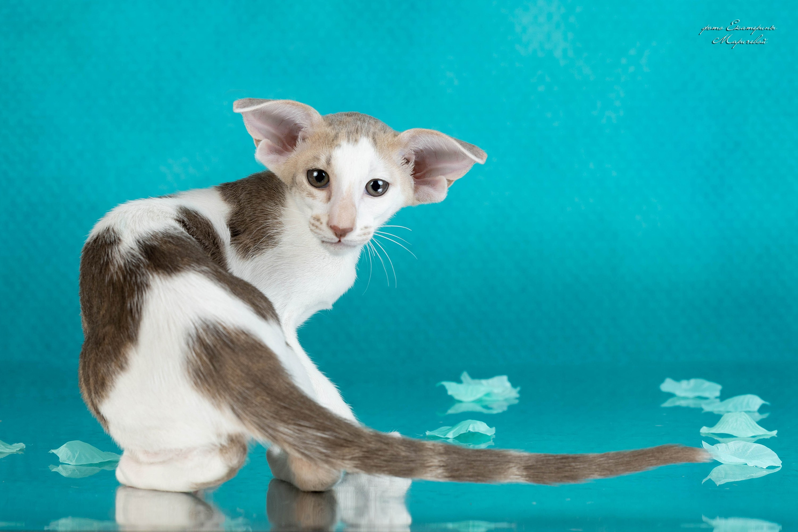 Стендовая съёмка на выставках кошек. Фотограф-анималист в Омске Екатерина Маричева