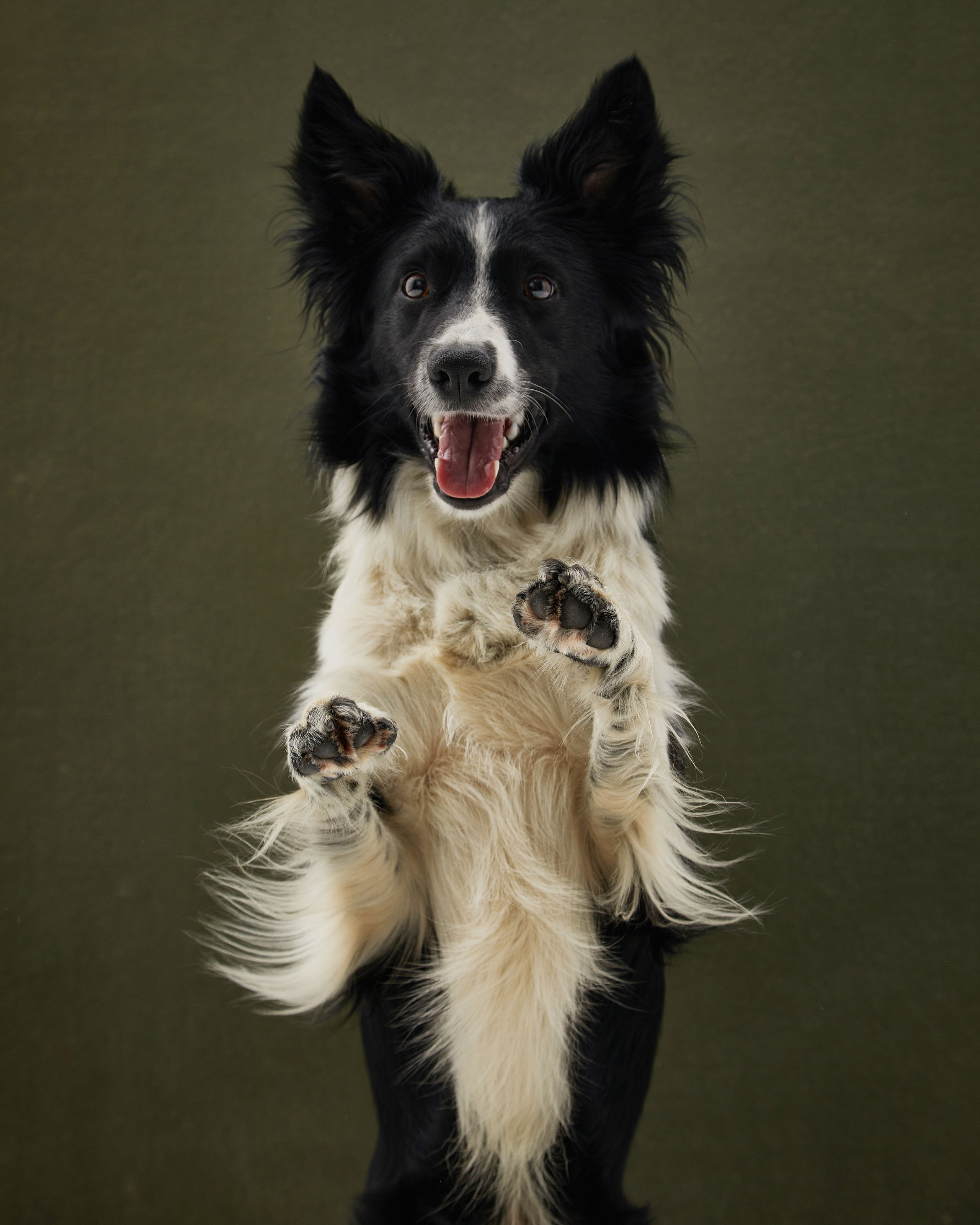 Pets Photography / Фотограф Собак