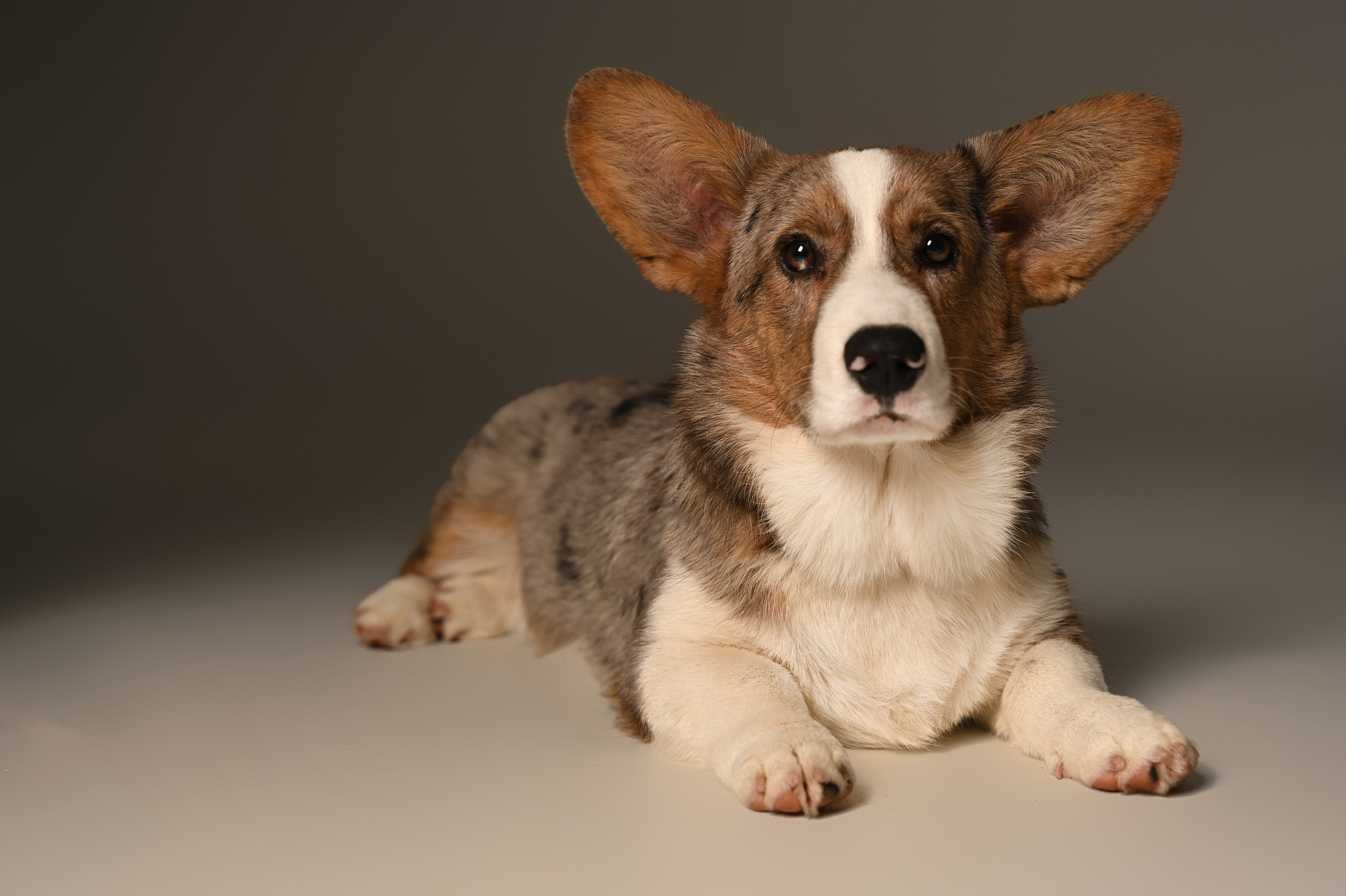 Корги. Фотограф Темрюк Анастасия Фёдорова