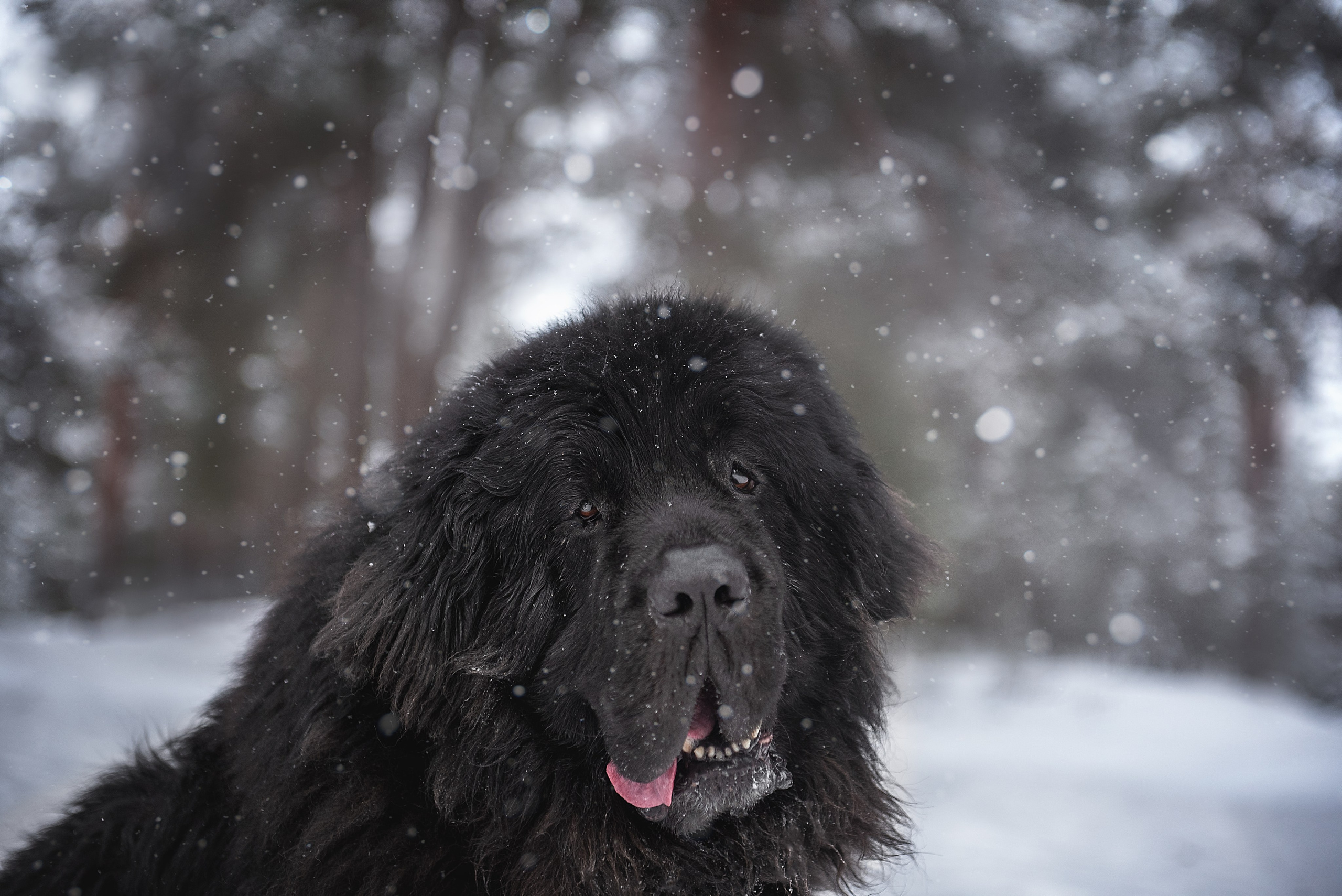 Фотосессия породистой собаки в  Нижнем Новгороде