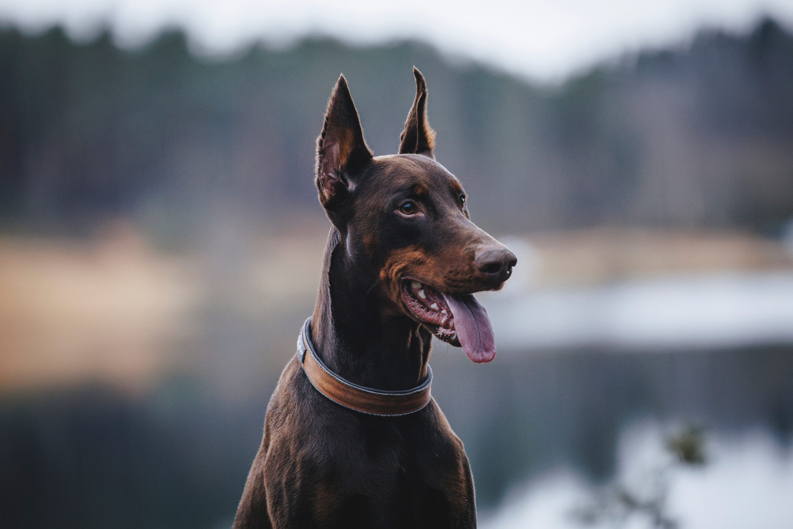Омен, Айс и Рицу. Фотограф-анималист Анна Маринич