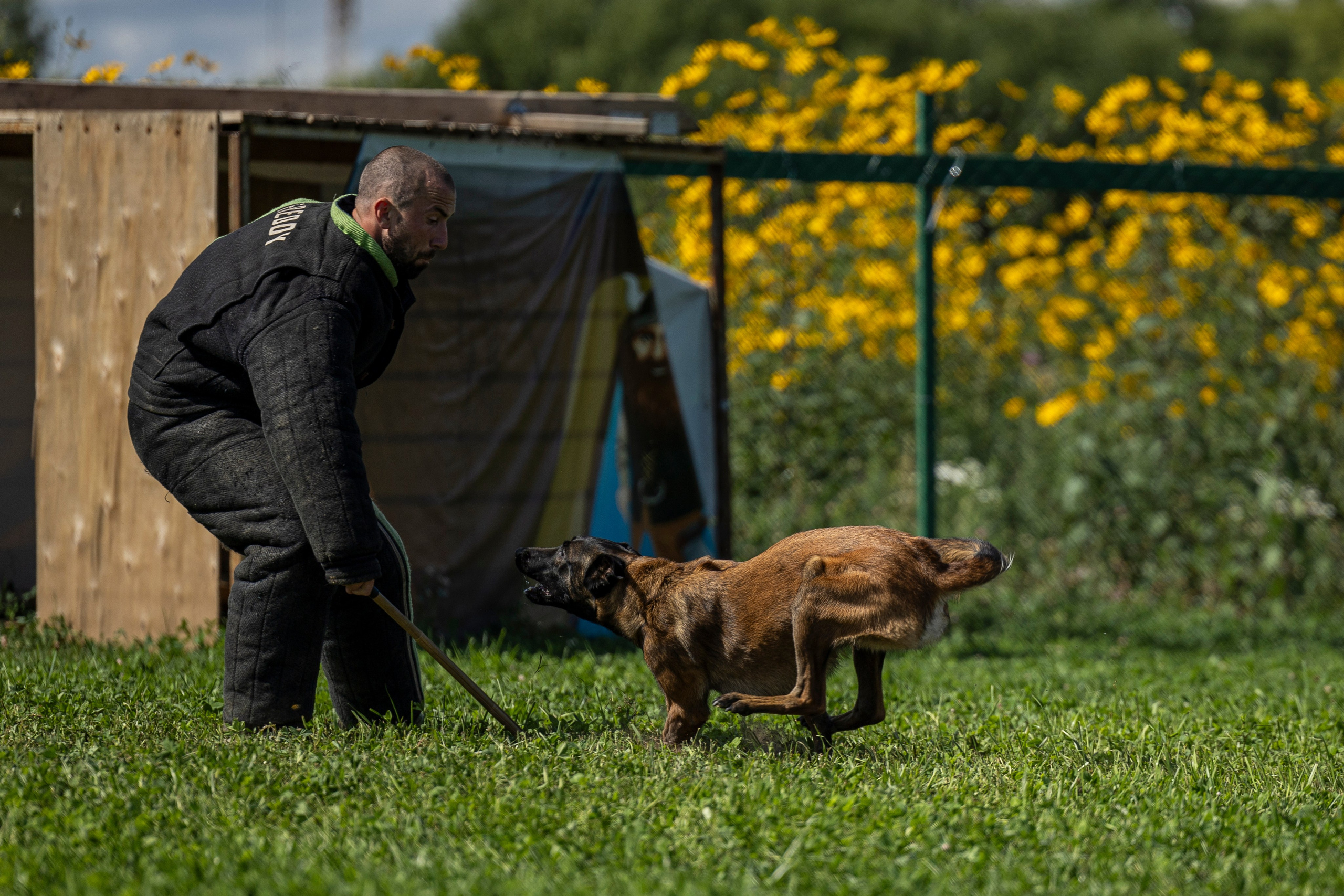 Соревнования по Мондьорингу г. Вологда 10-11.08.2024. Фотограф-анималист Анна Маринич