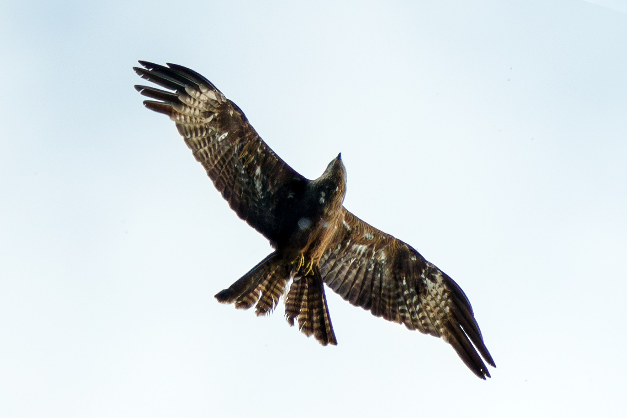 Удивительные мир птиц. Вокруг нас столько прекрасного — присмотритесь!. Ваш личный фотограф Марина Волкова