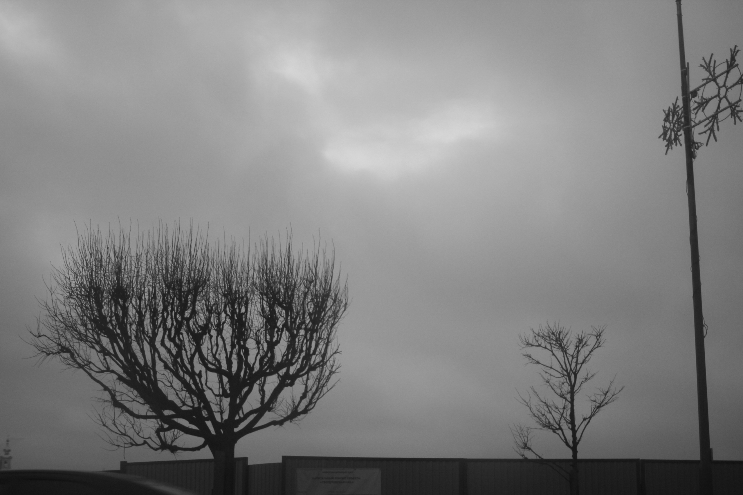 Лес и абстрактность. Портретный фотограф DanilNabody