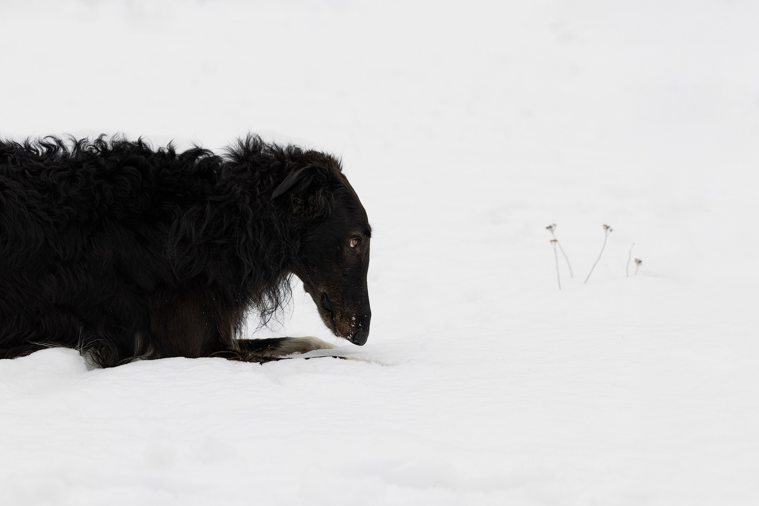 Катя и Гримм. Мои работы