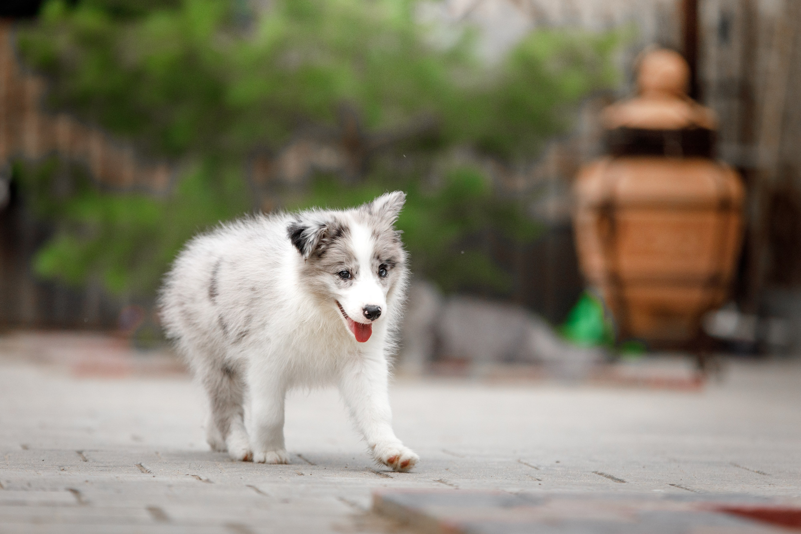 Болтовня в саду. О нас