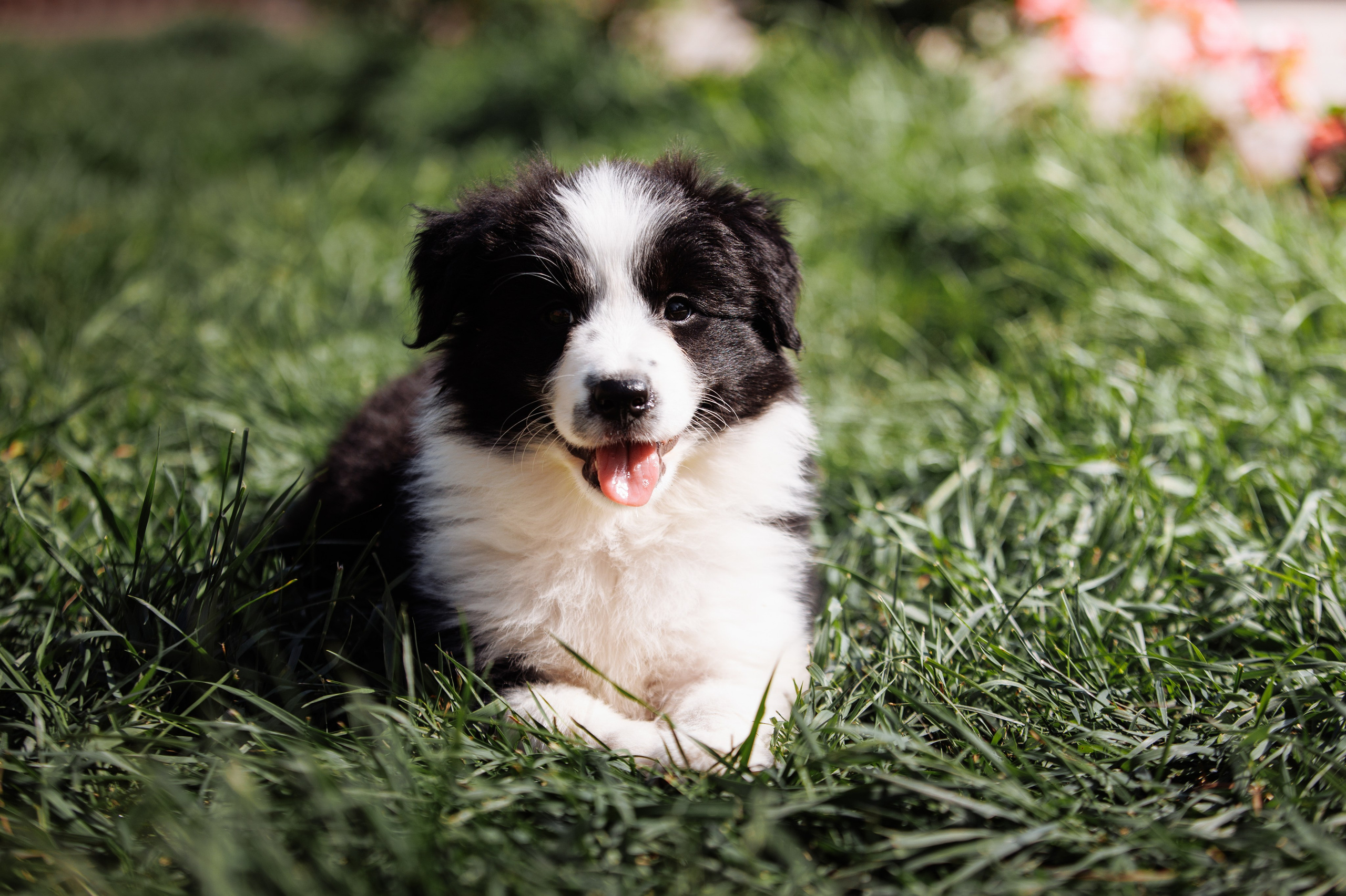 МММ — маленькое мягкое милое. О нас