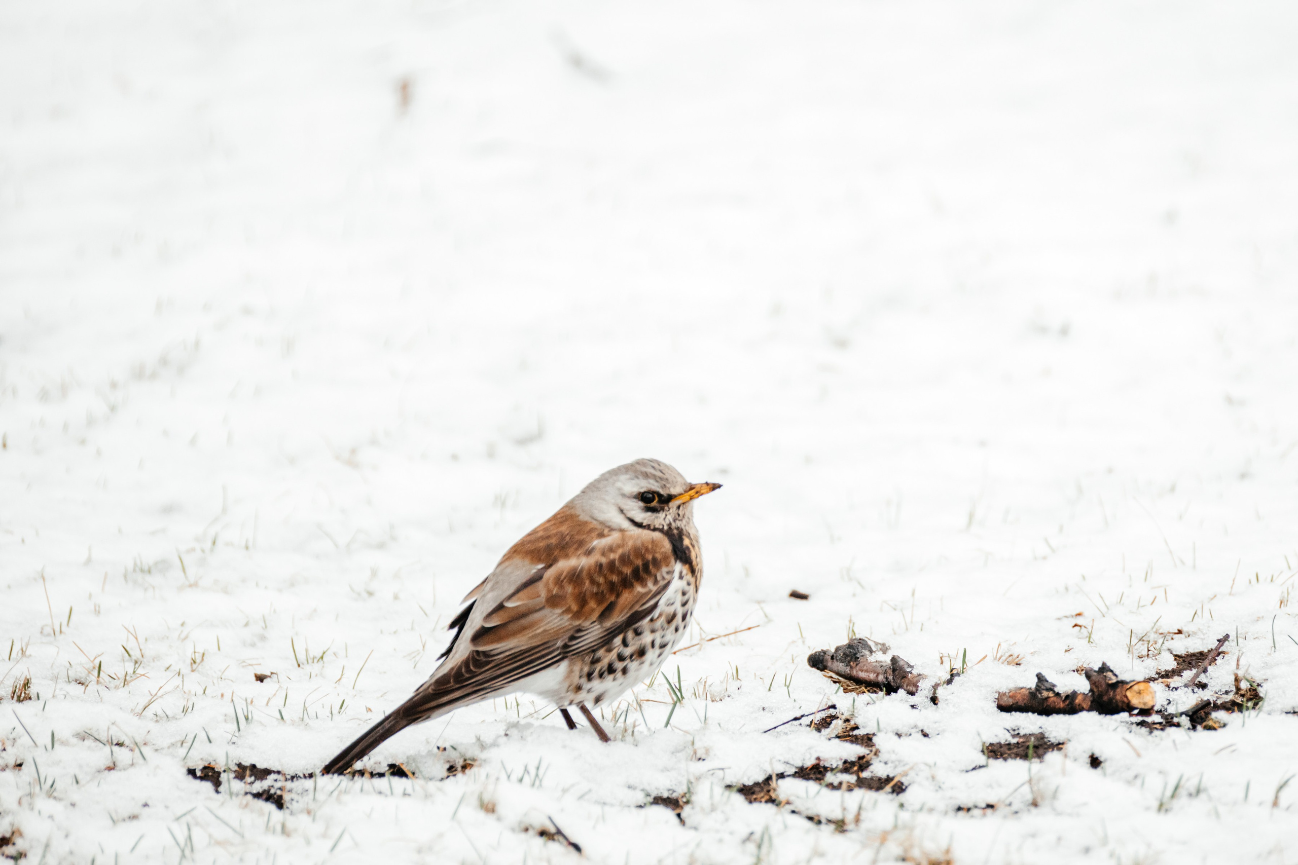 Дрозды. Фотограф в Красноярске Оксана Корчагина