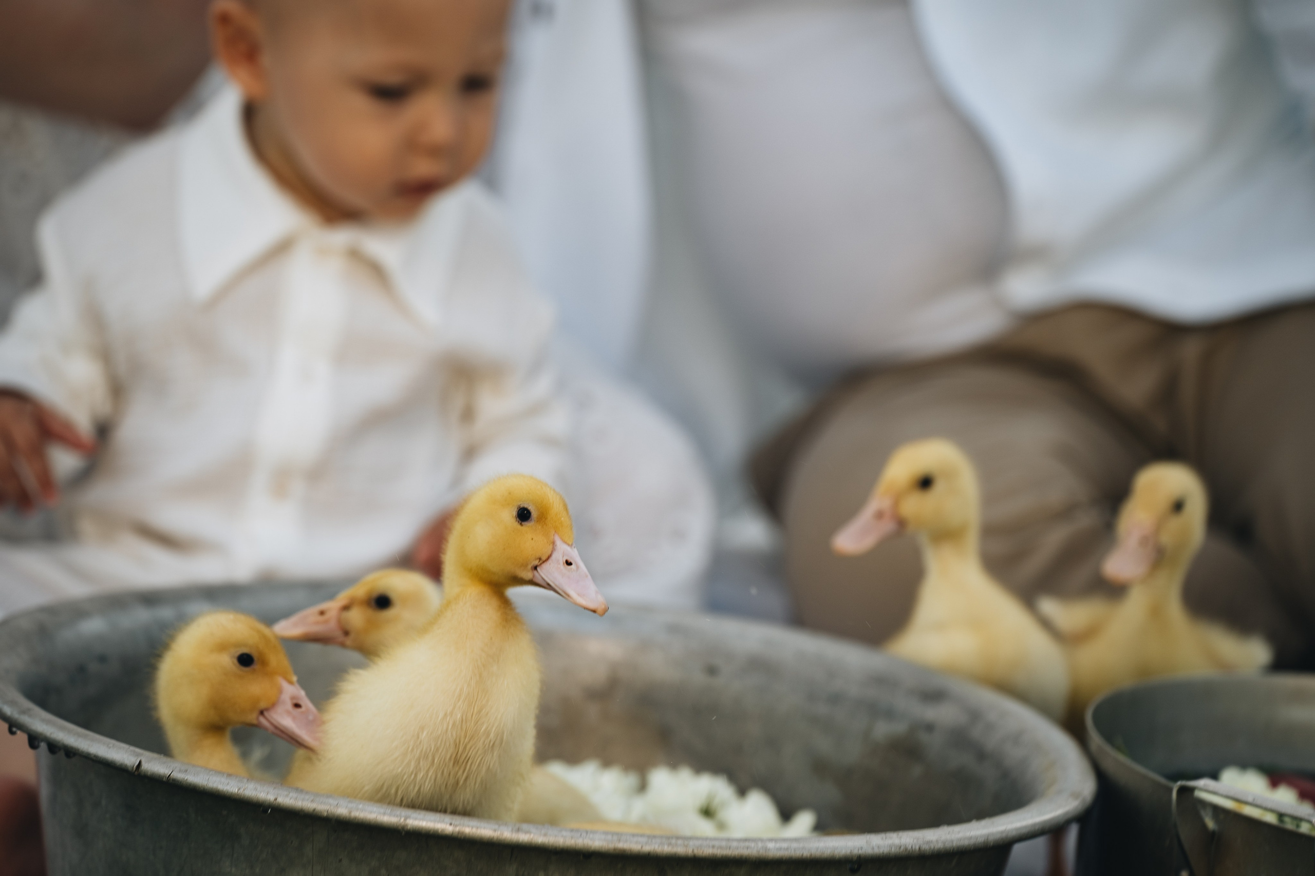 Фотограф Новороссийск – Семейная фотосессия в лучах заката с пушистыми утятами.  