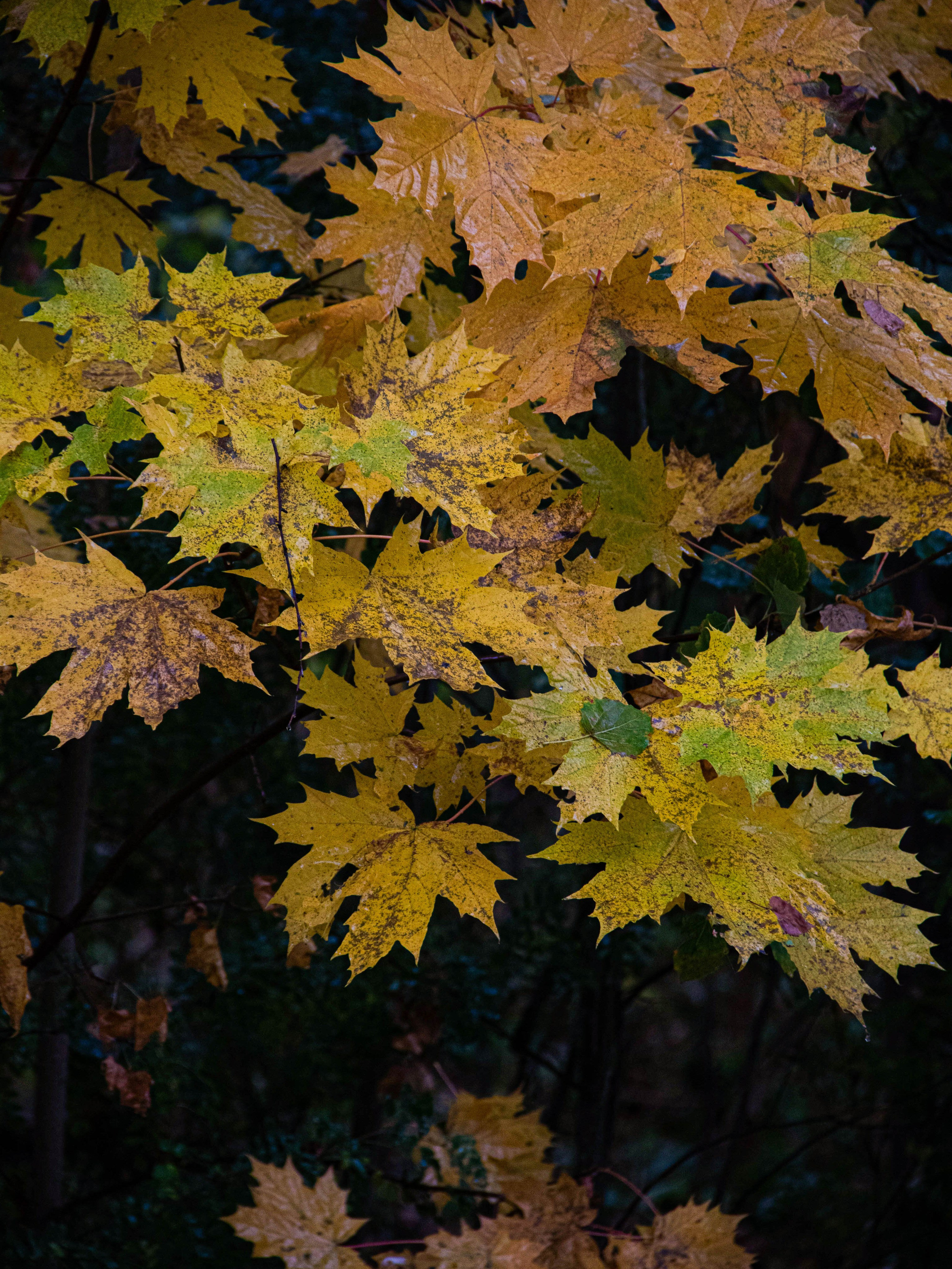 Село Петрилово (28.09.24). «Матрица»