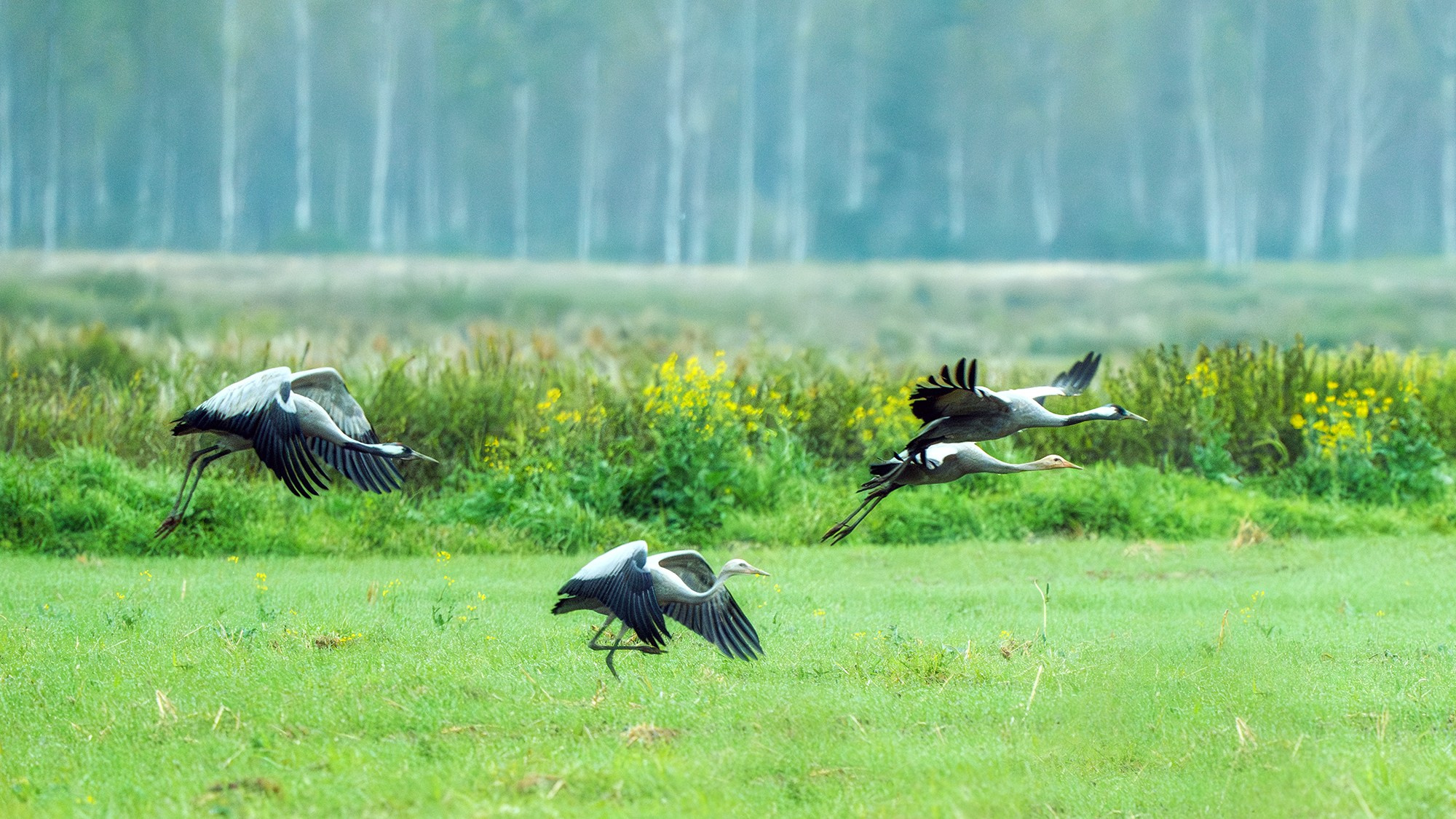 Удивительные мир птиц. Вокруг нас столько прекрасного — присмотритесь!. Ваш личный фотограф Марина Волкова