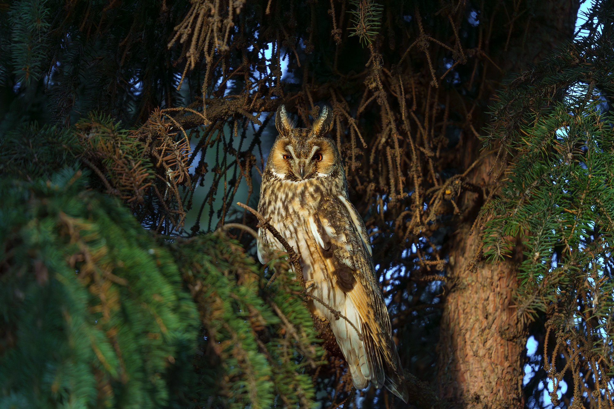 Удивительные мир птиц. Вокруг нас столько прекрасного — присмотритесь!. Ваш личный фотограф Марина Волкова