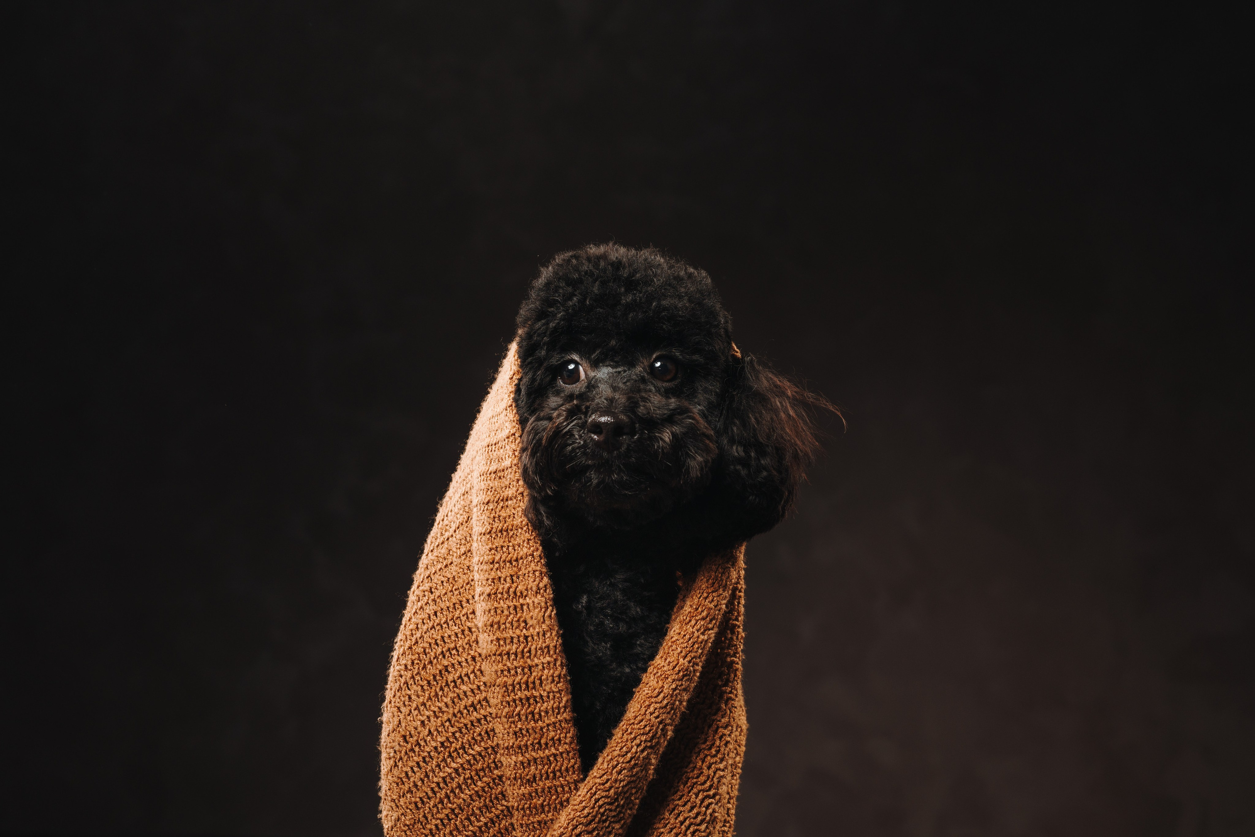 Ярослава и Туча. Фотограф анималист Осипчикова Мария