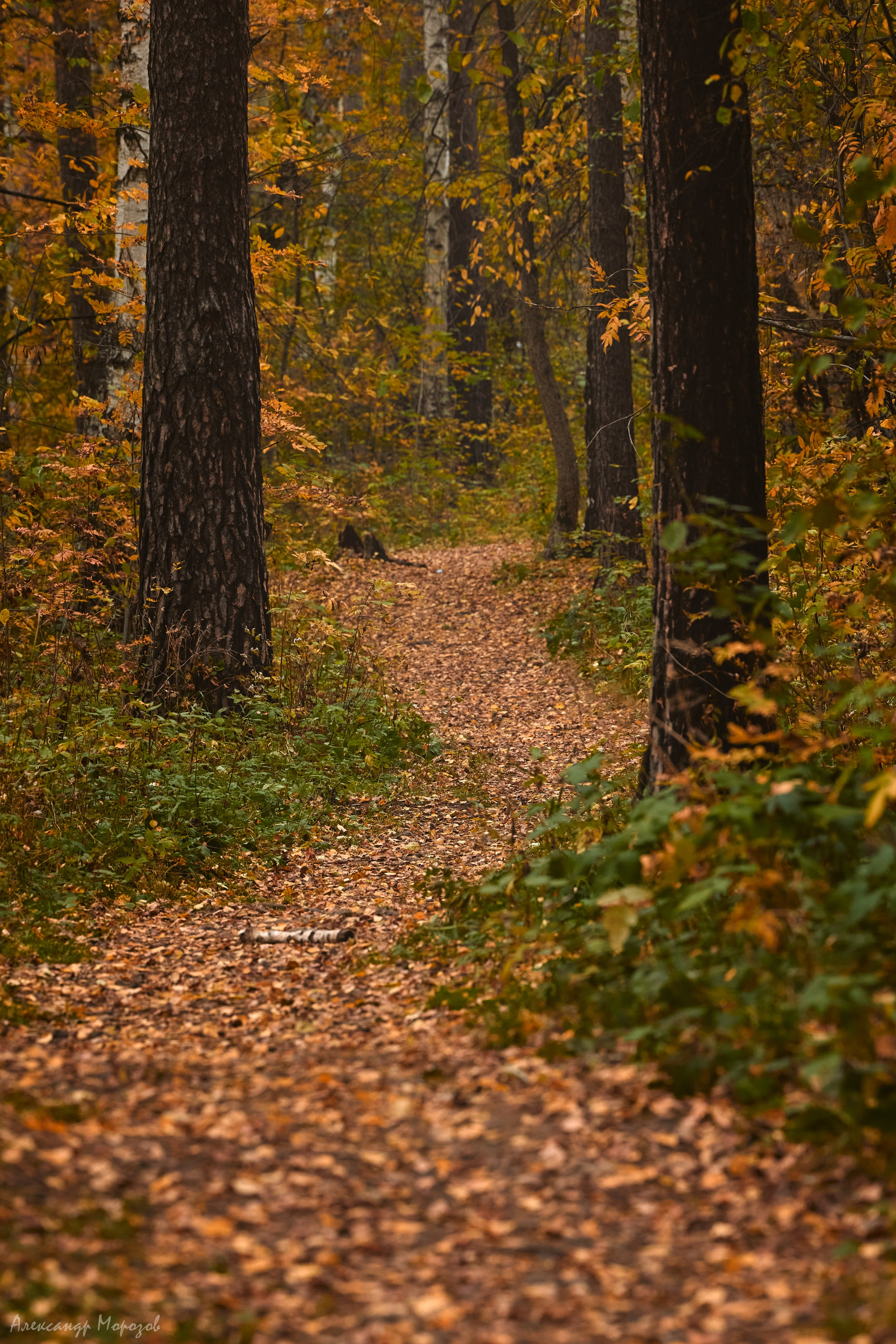 Осень в деталях. Фотограф в Екатеринбурге Александр Морозов