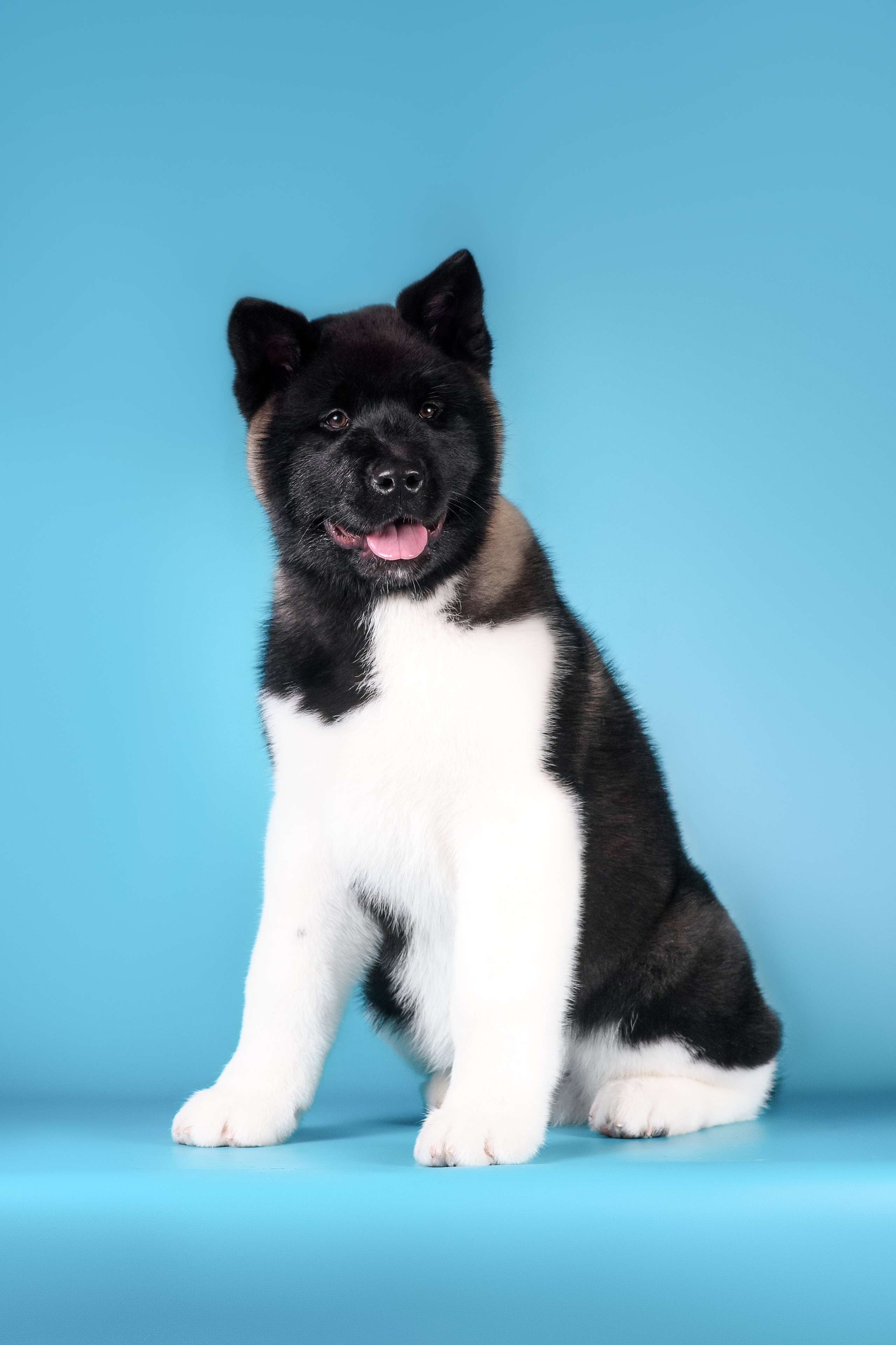 Илон и Оскар — 17.01.2025. Фотограф — Анималист | Анна Абрамова