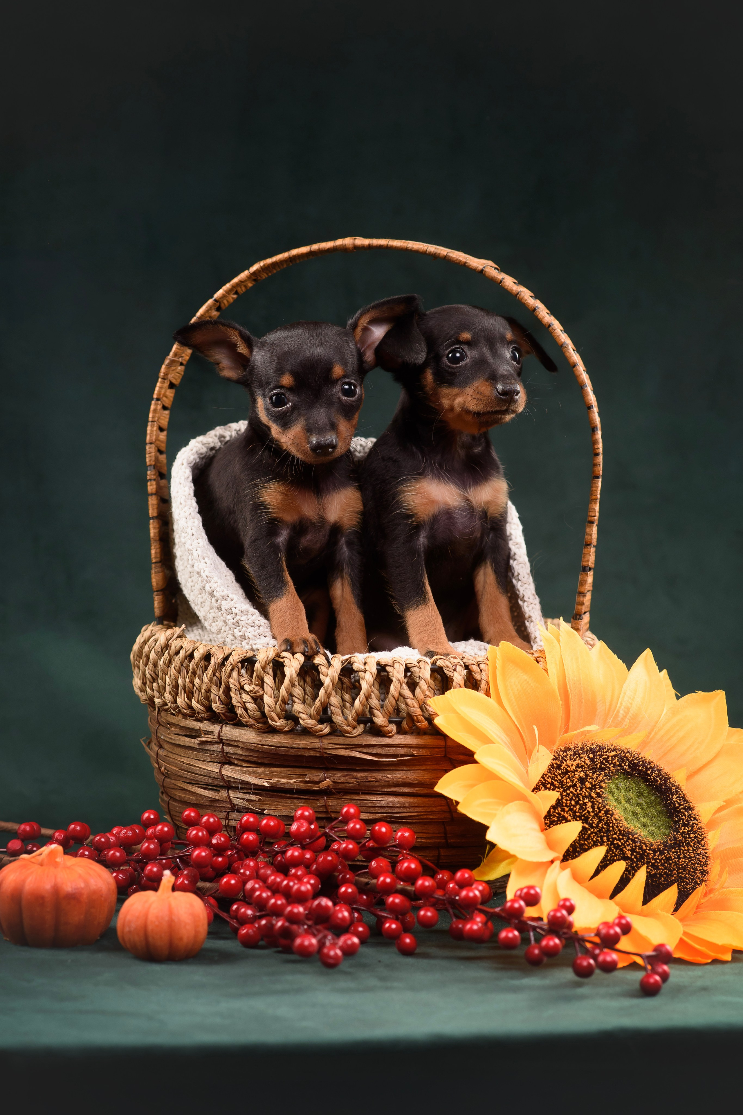 Щенки Пражского крысарика — 19.10.2025. Фотограф — Анималист | Анна Абрамова