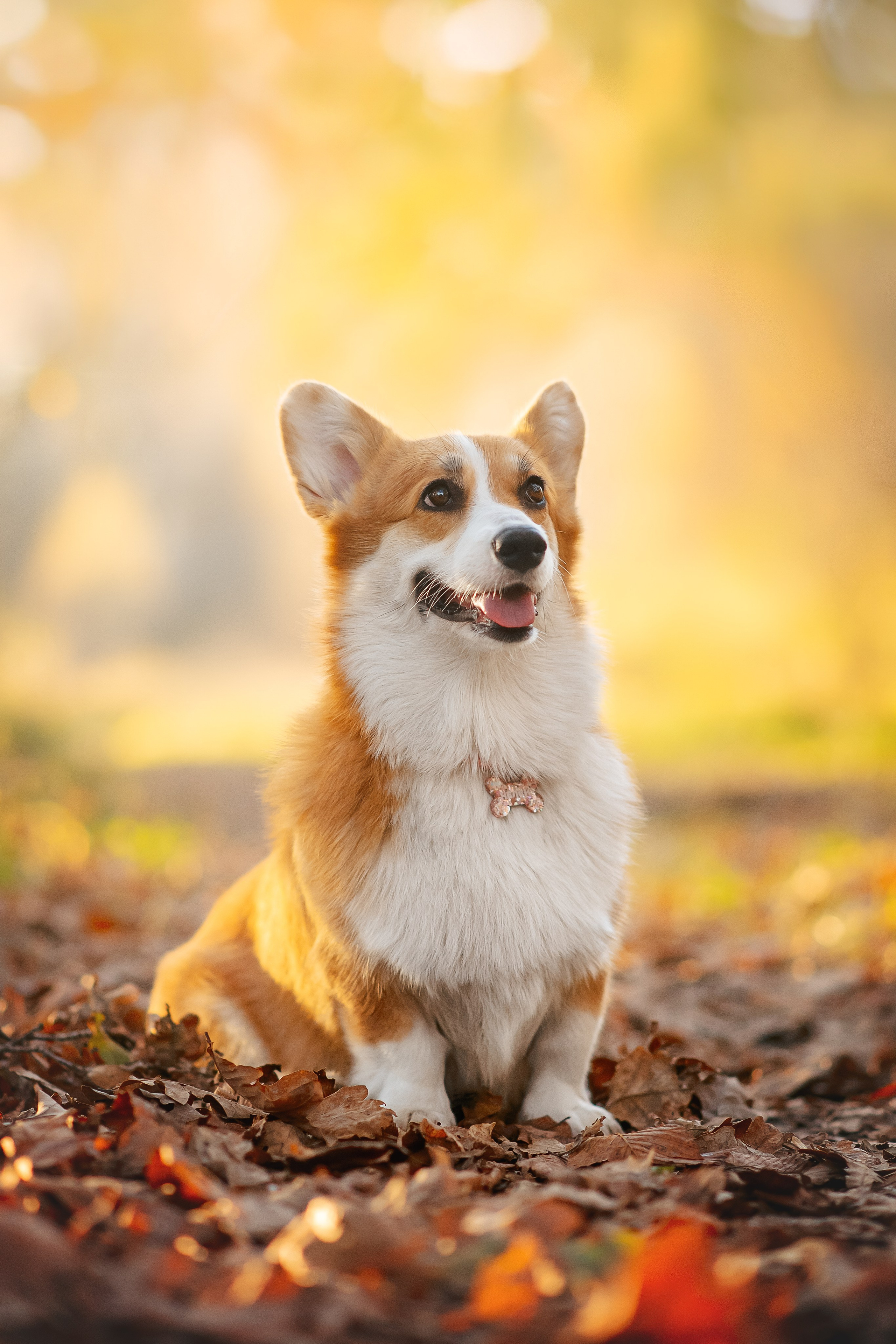 Максим, Аня и Челси — 19.10.2024. Фотограф — Анималист | Анна Абрамова