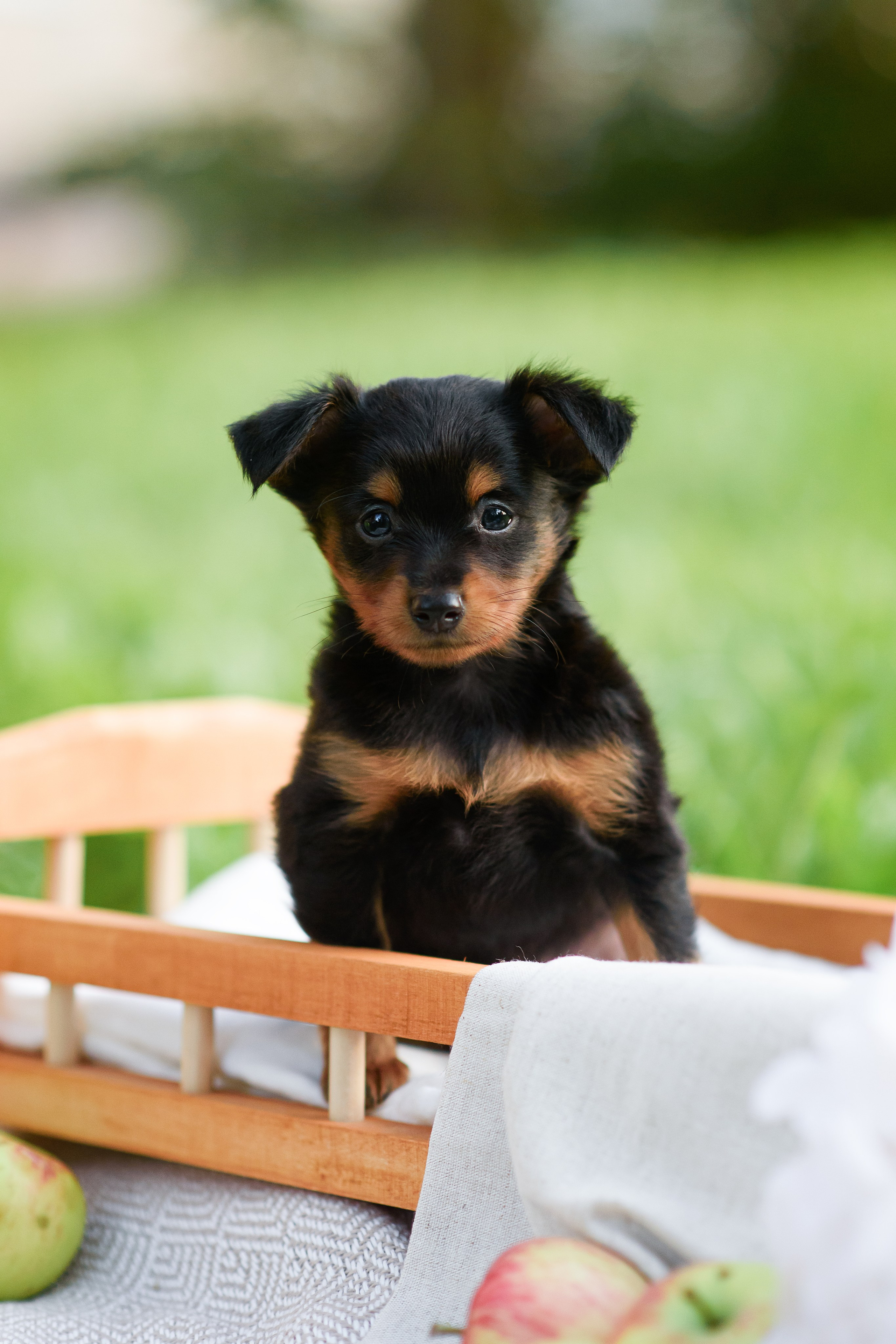 Щенки Пражских крысариков — 03.08.2024. Фотограф — Анималист | Анна Абрамова