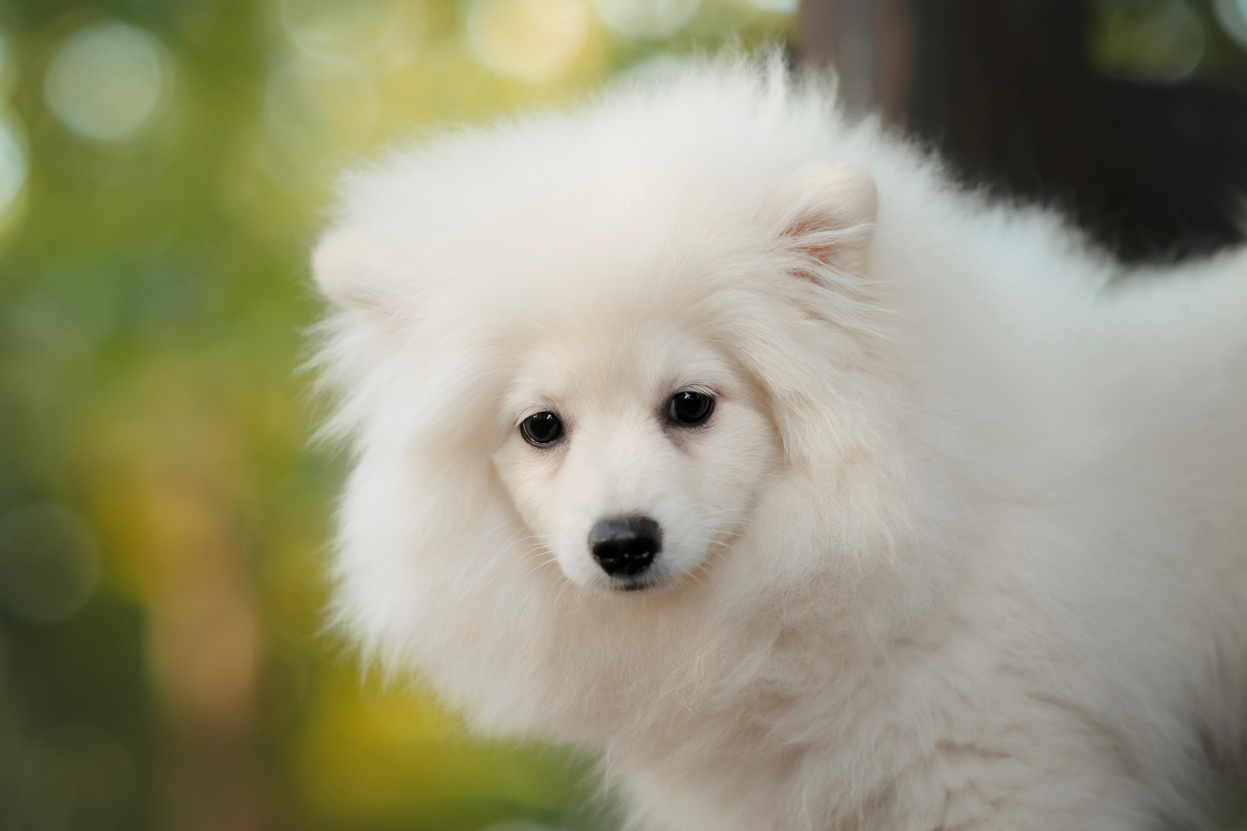 Малый немецкий шпиц — 18.09.2025. Фотограф — Анималист | Анна Абрамова