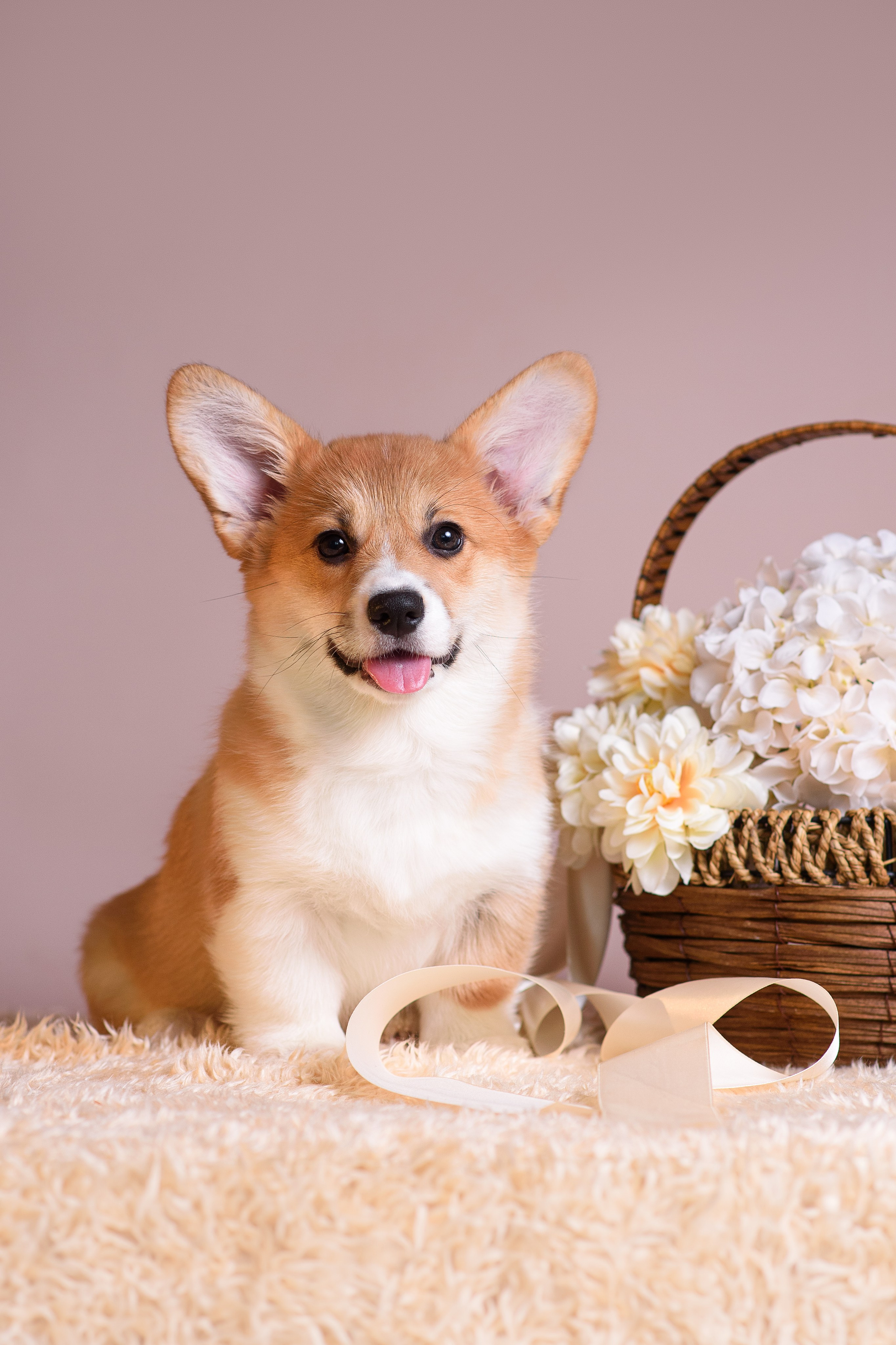 Ликер Синнабон — 11.01.2024. Фотограф — Анималист | Анна Абрамова