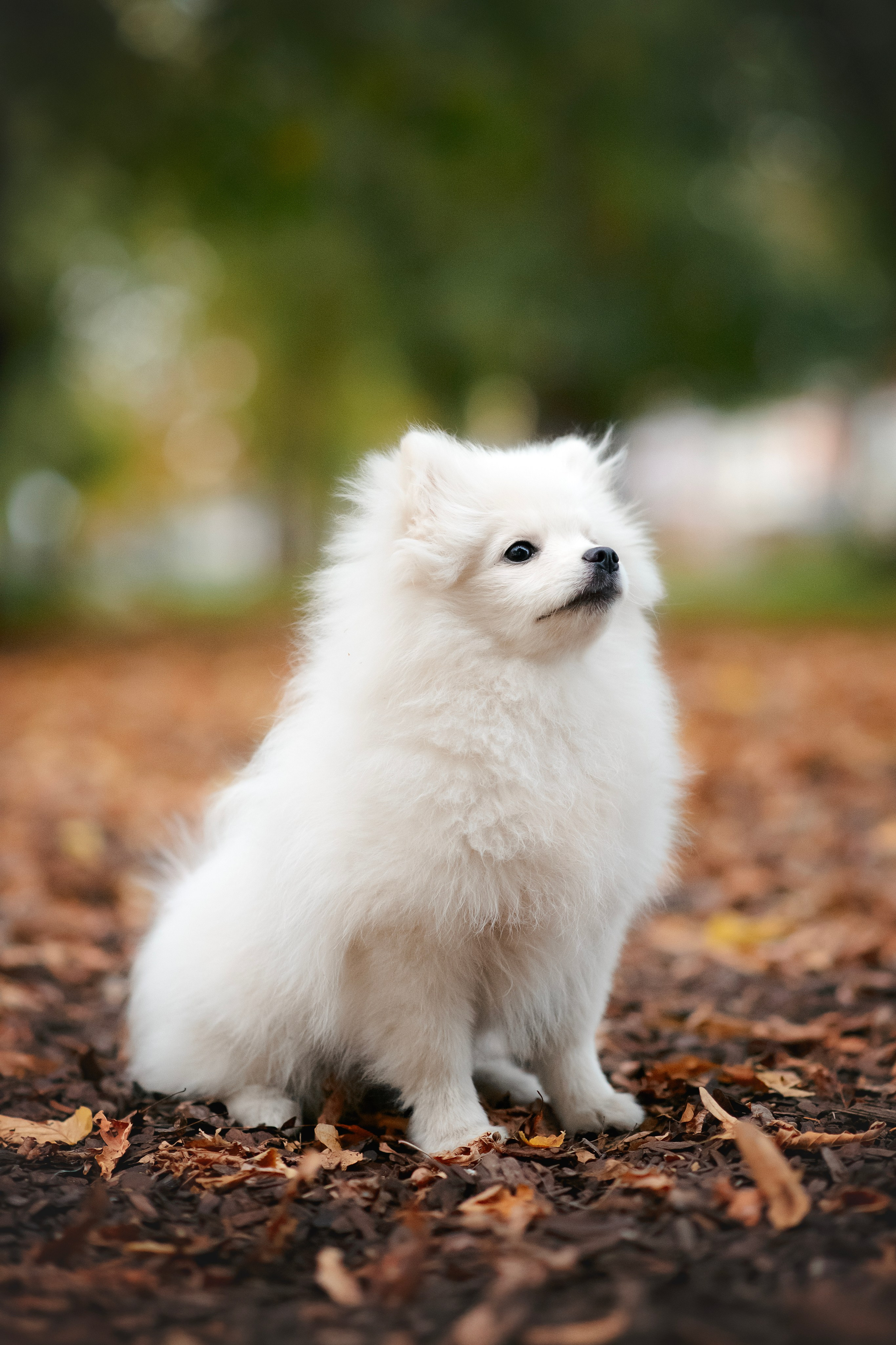 Малый немецкий шпиц — 18.09.2025. Фотограф — Анималист | Анна Абрамова