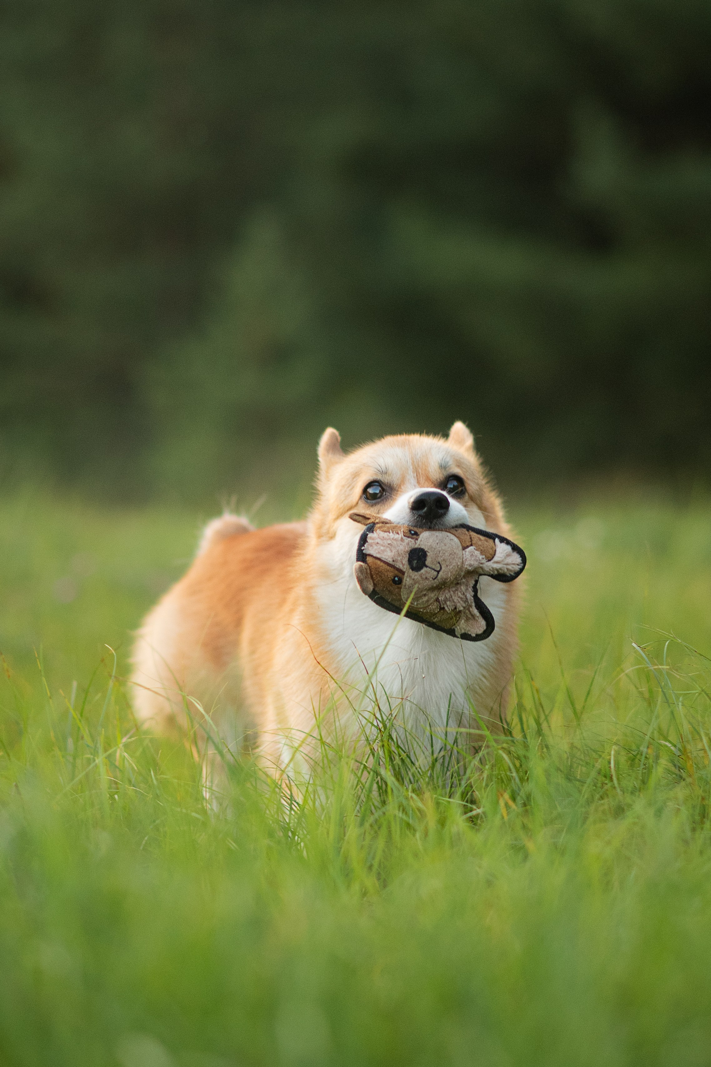 Саша, Оксана и Барни — 25.08.2024. Фотограф — Анималист | Анна Абрамова