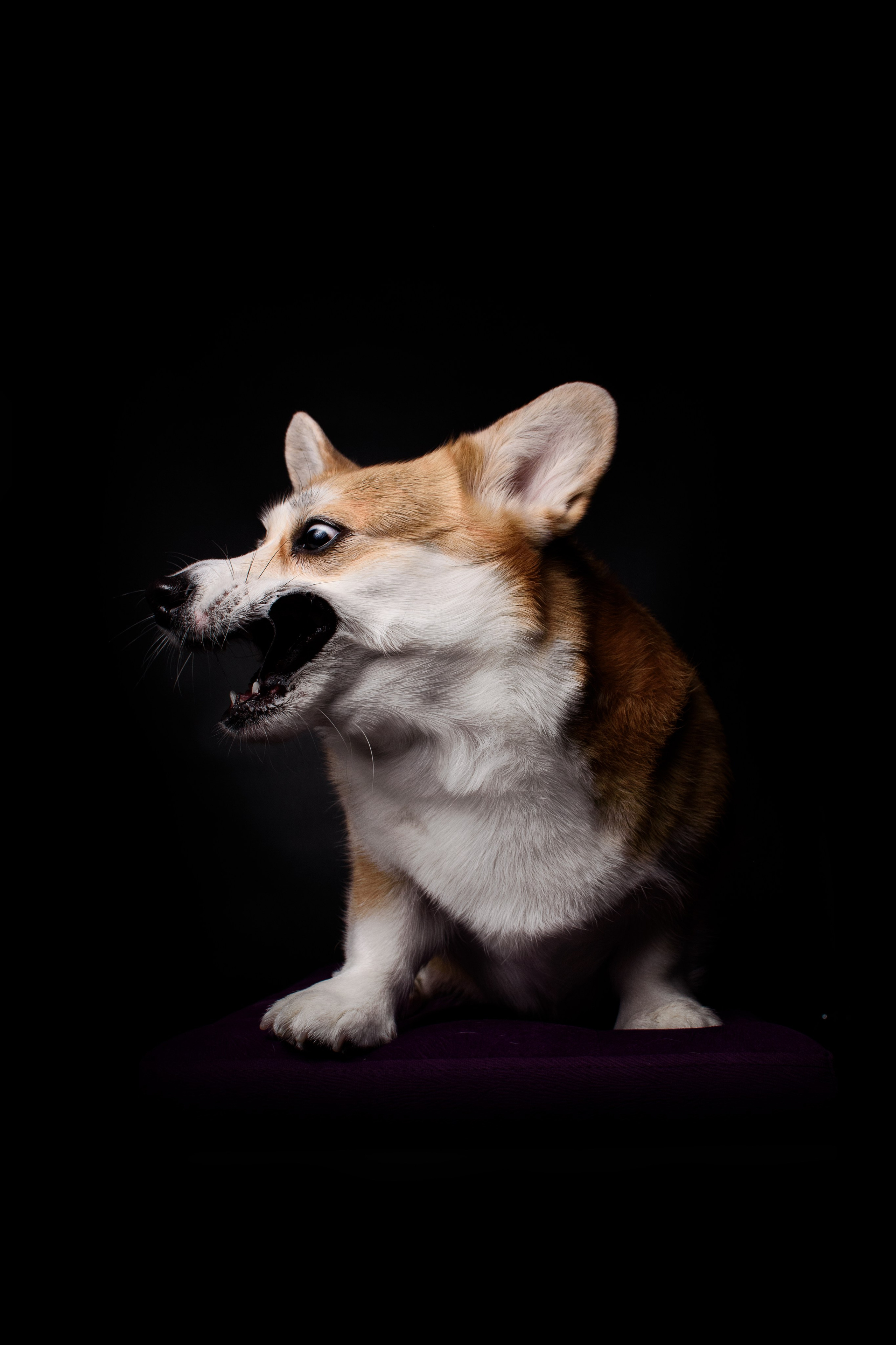 Лея на чёрном — 05.01.2024. Фотограф — Анималист | Анна Абрамова