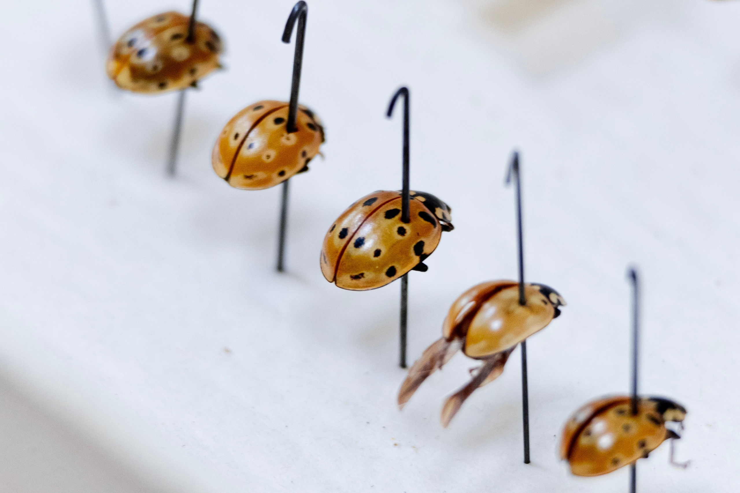 Зоя Ивановна Тюмасева. Профессор, преподаватель русского языка и литературы, энтомолог. Репортажный фотограф Наталья Лапцевич