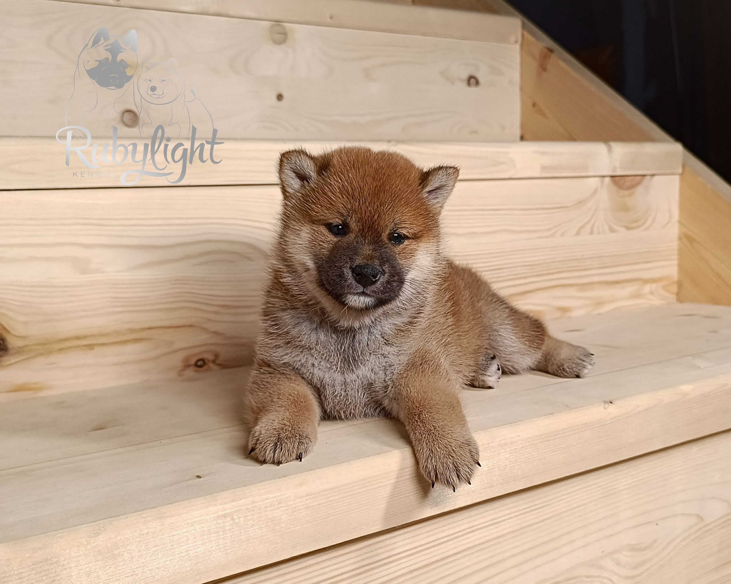 Сиба Rubylight Ellis питомник Рубилайт 