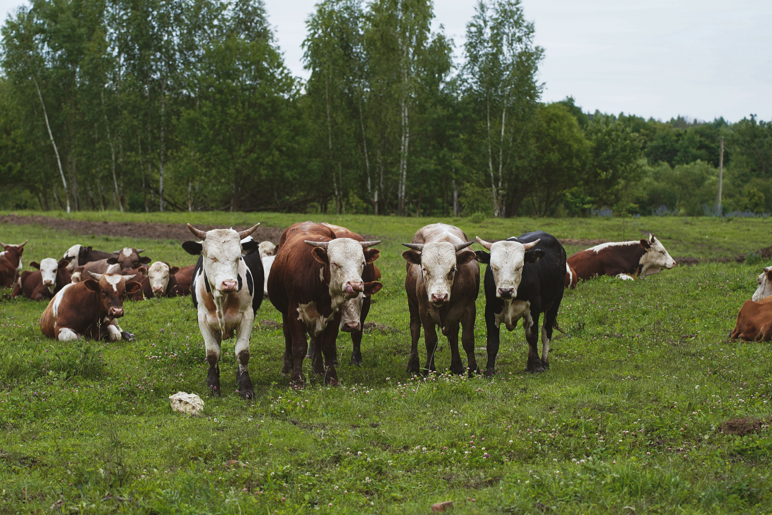 MOTHER EARTH. Фотограф и визуальный художник в Туле / Николай Рейзвих